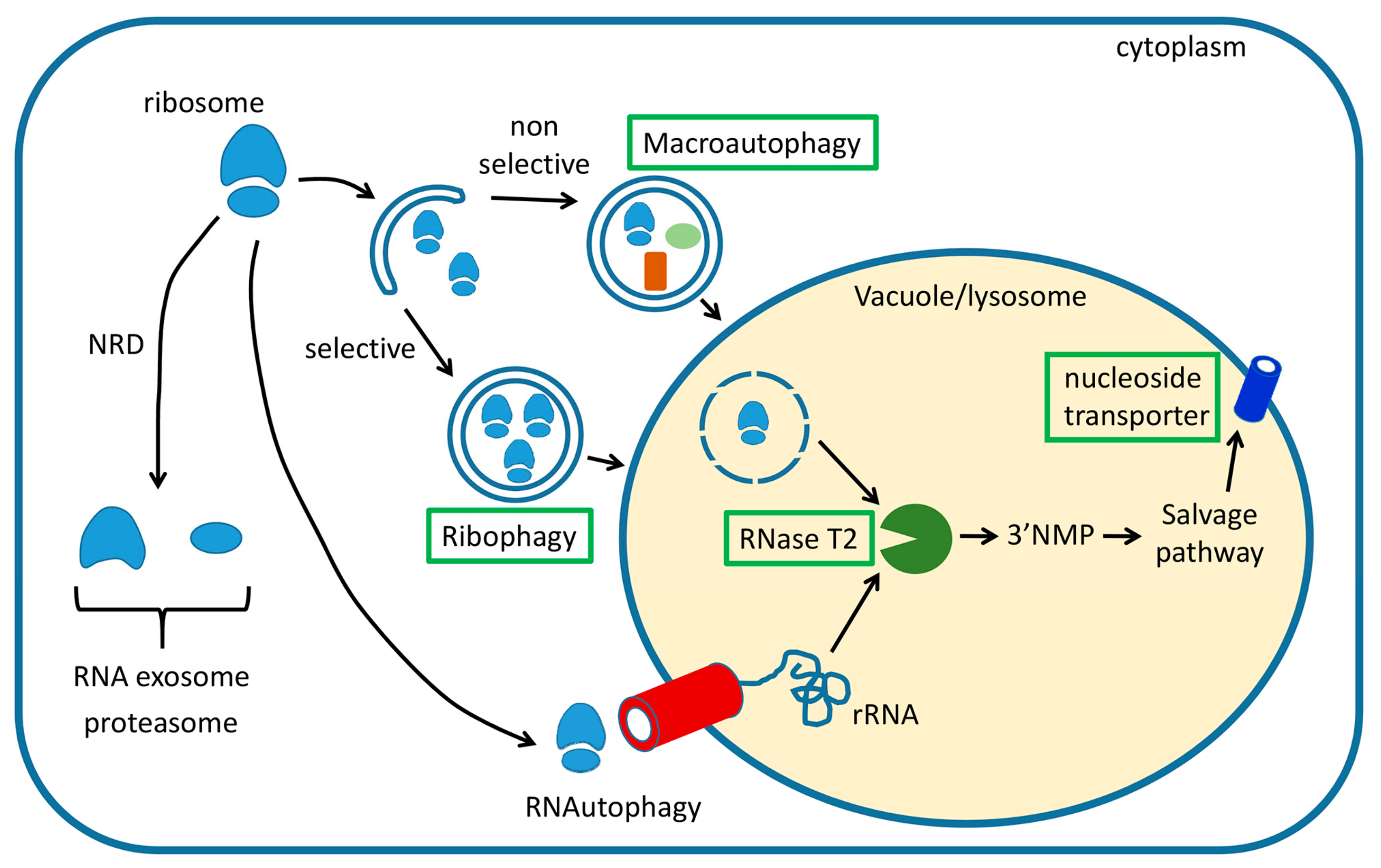 Cells | Free Full-Text | The Ins and Outs of Autophagic Ribosome Turnover