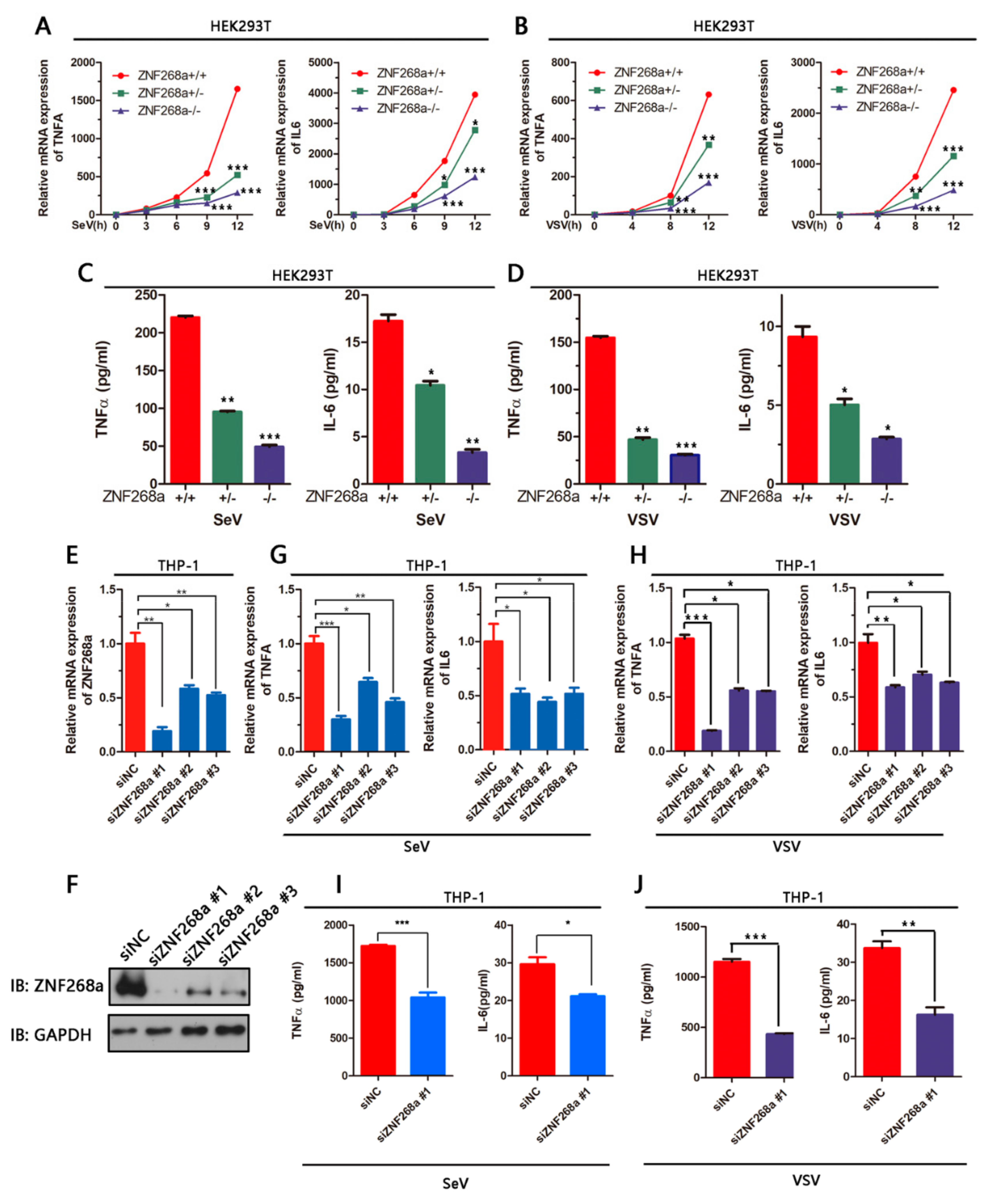 Cells 08 01604 g002 Cells 08 01604 g002