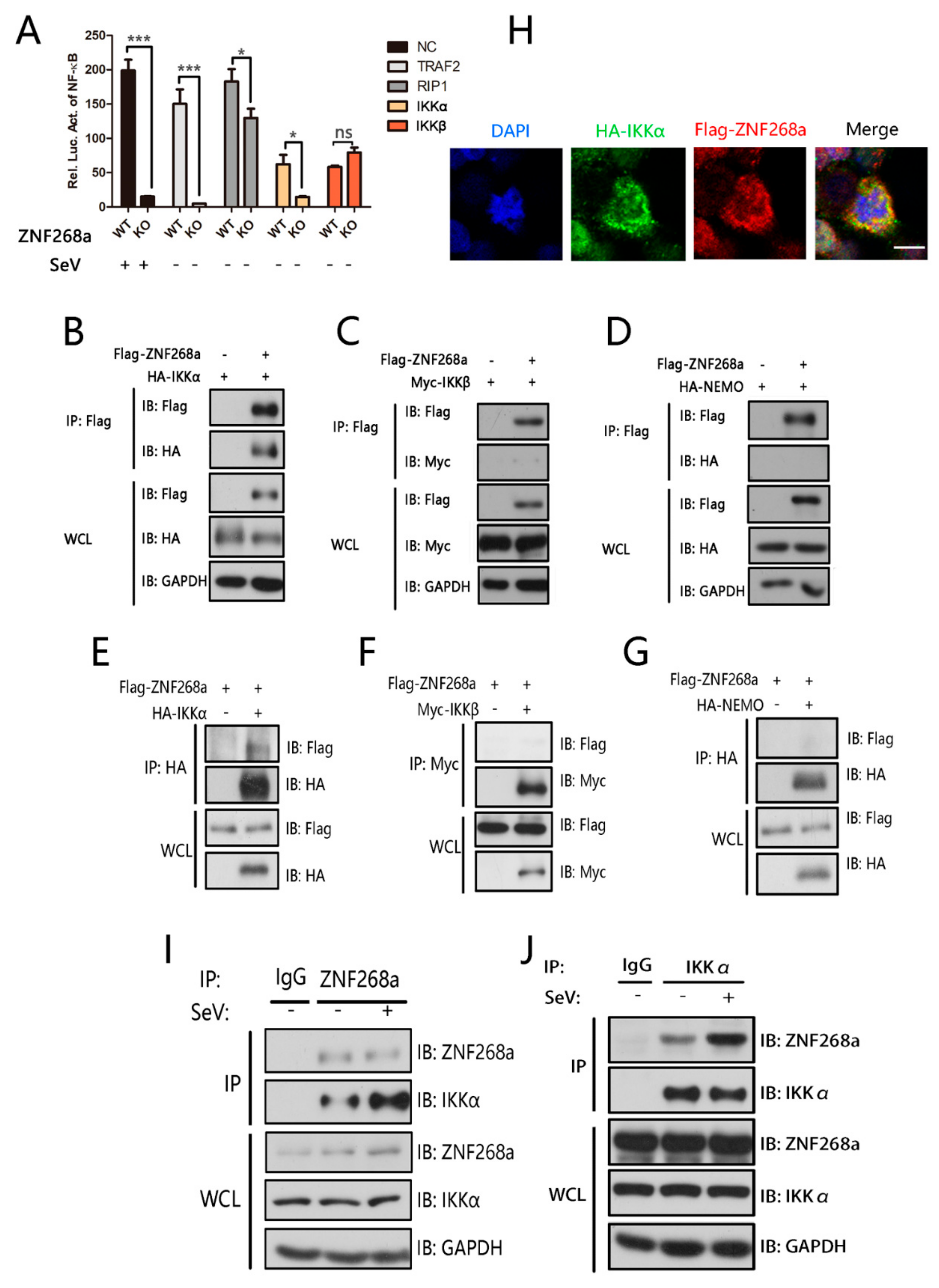Cells 08 01604 g004 Cells 08 01604 g004