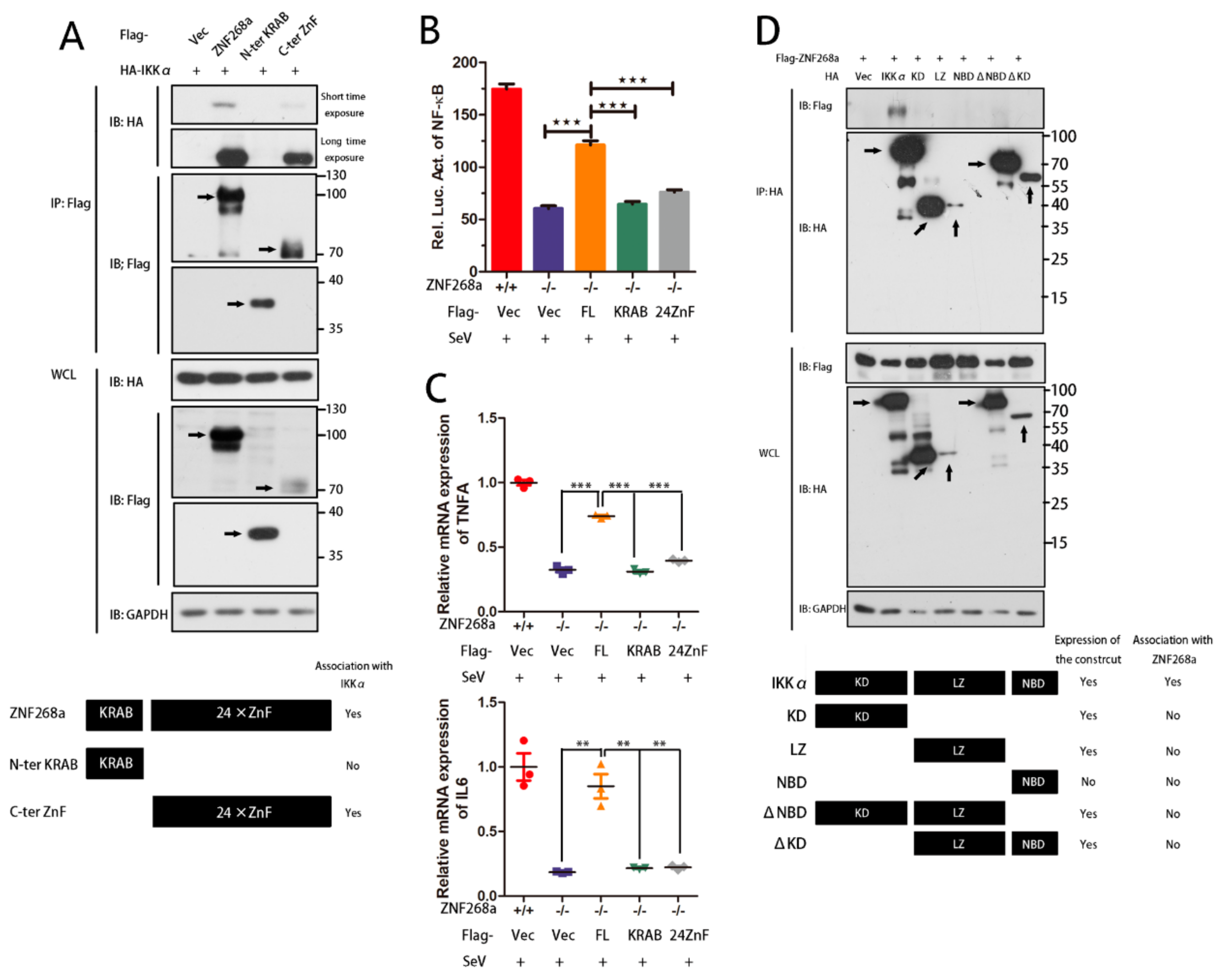 Cells 08 01604 g005 Cells 08 01604 g005