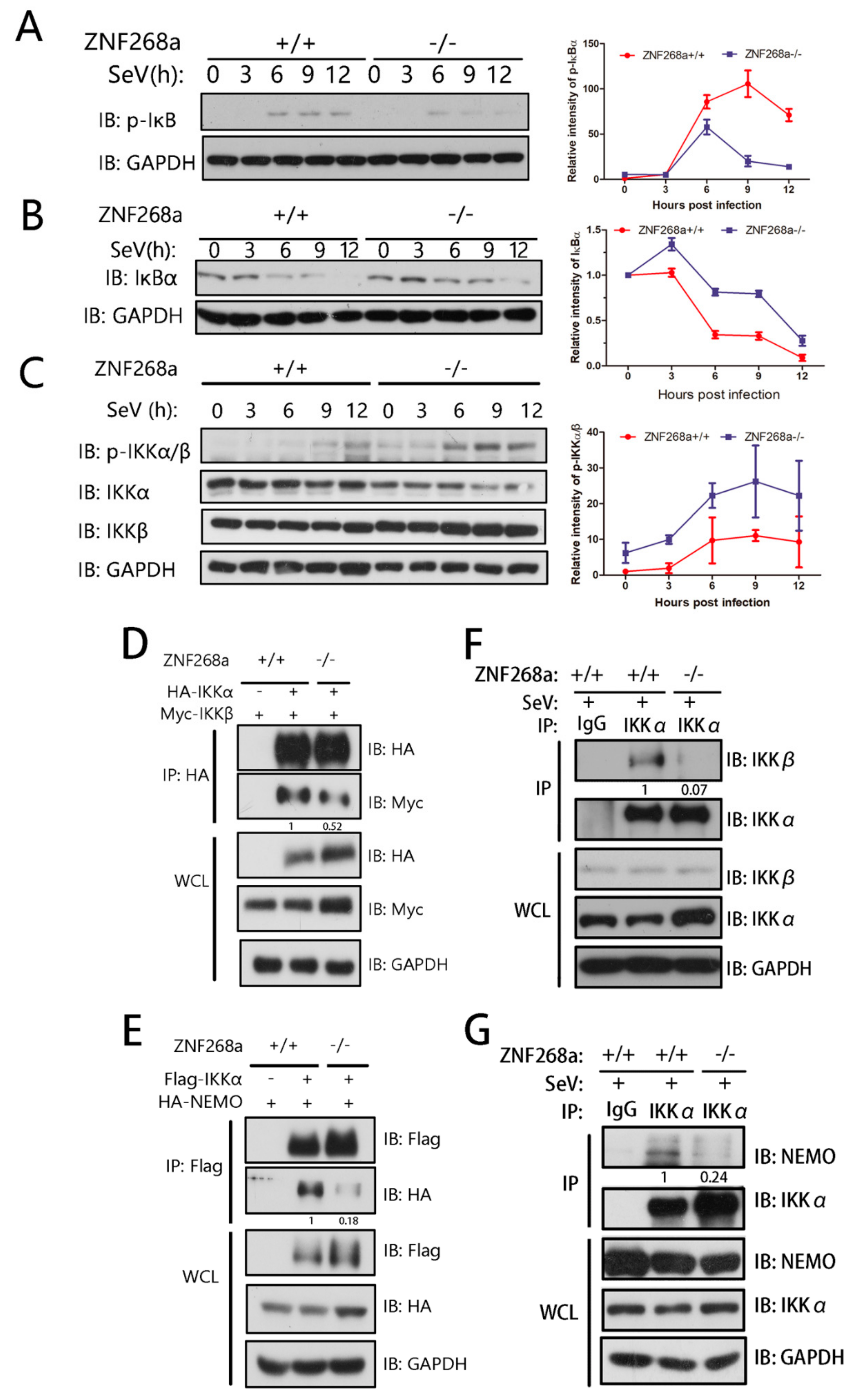 Cells 08 01604 g006 Cells 08 01604 g006