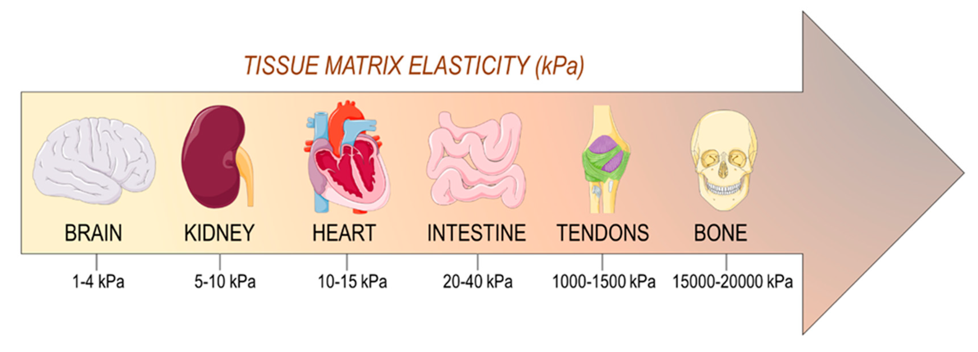 Mechanotransduction in the Cardiovascular ... Biology Diagrams