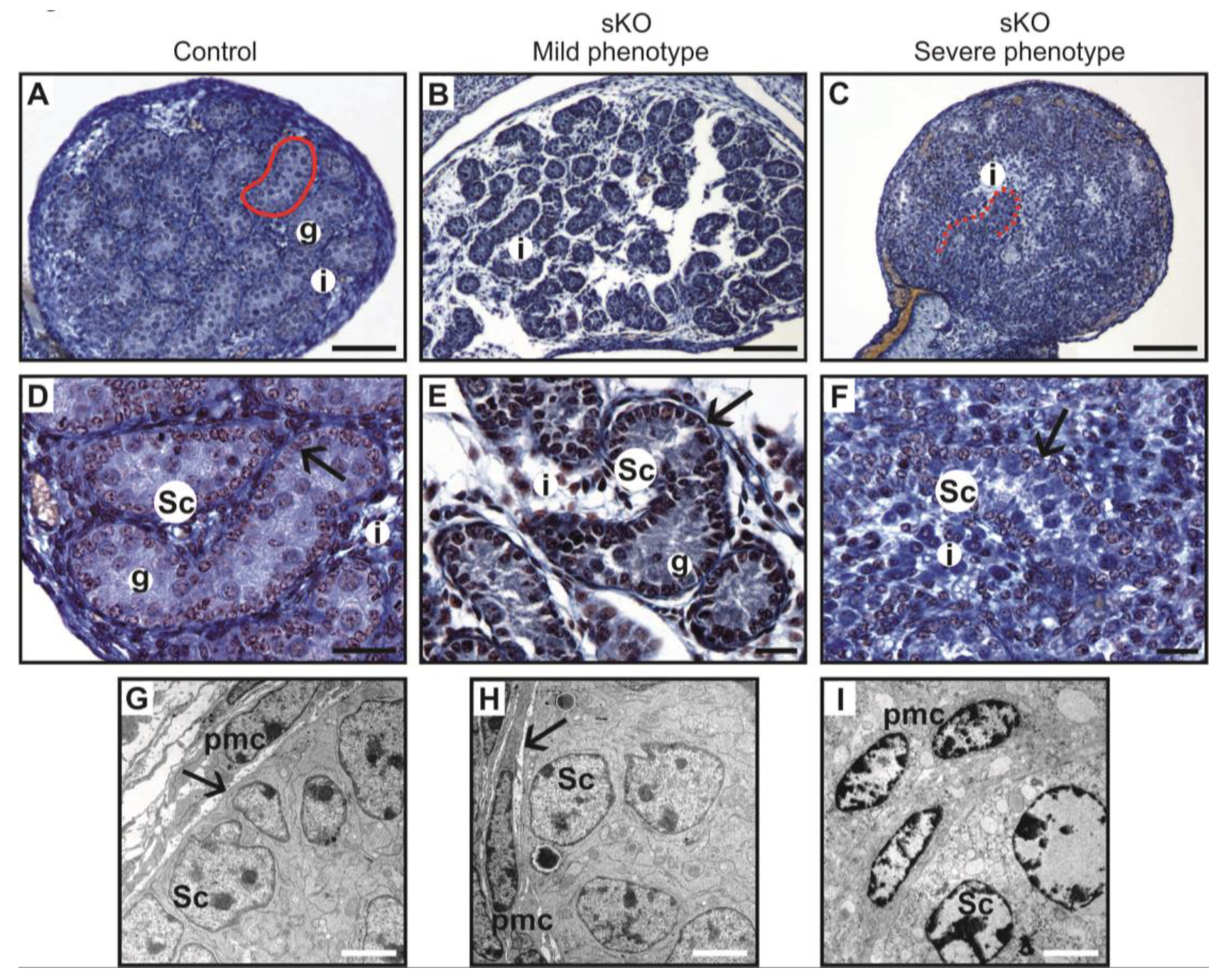 Cells 08 01610 g003 Cells 08 01610 g003