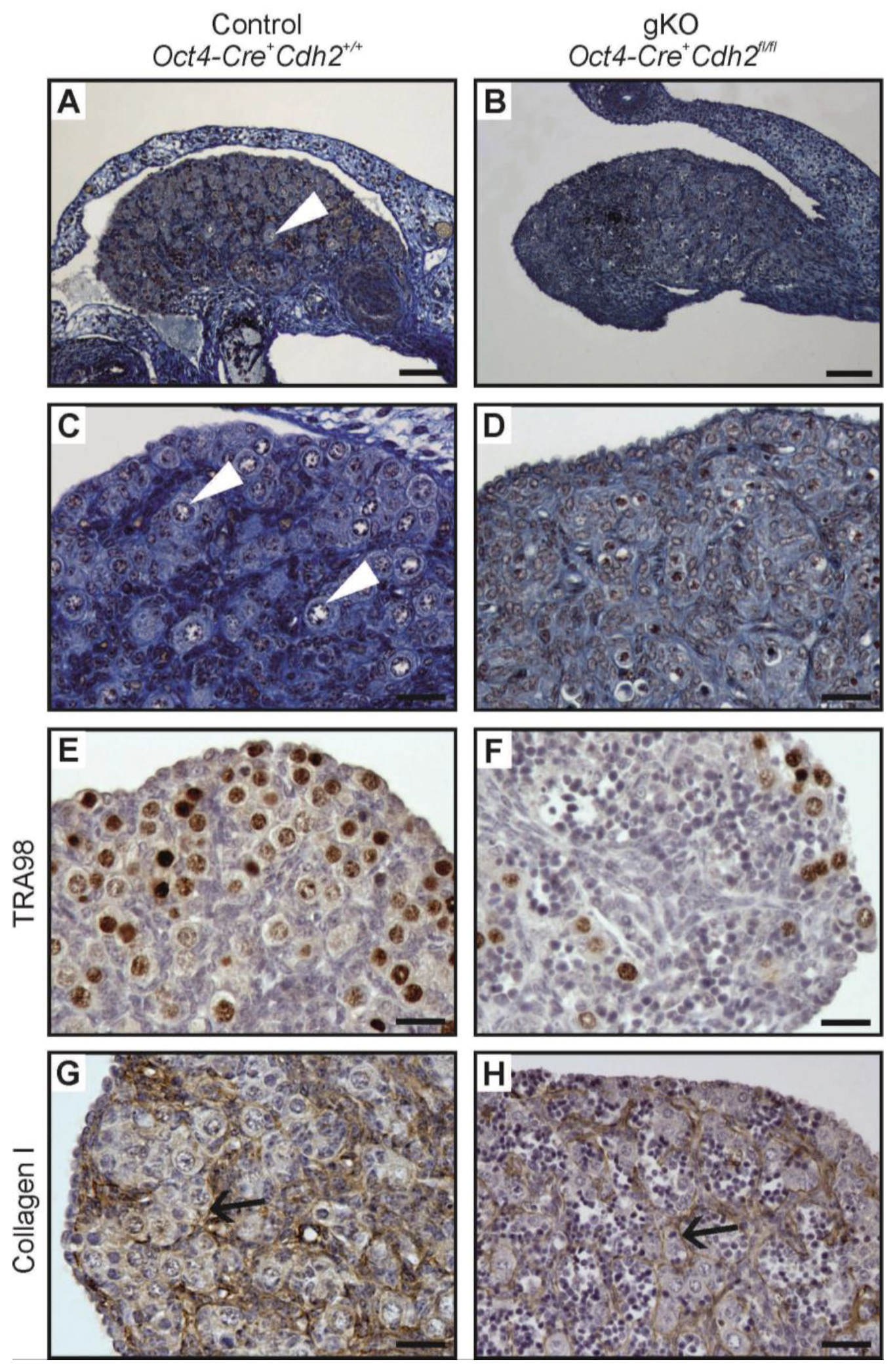 Cells 08 01610 g008 Cells 08 01610 g008