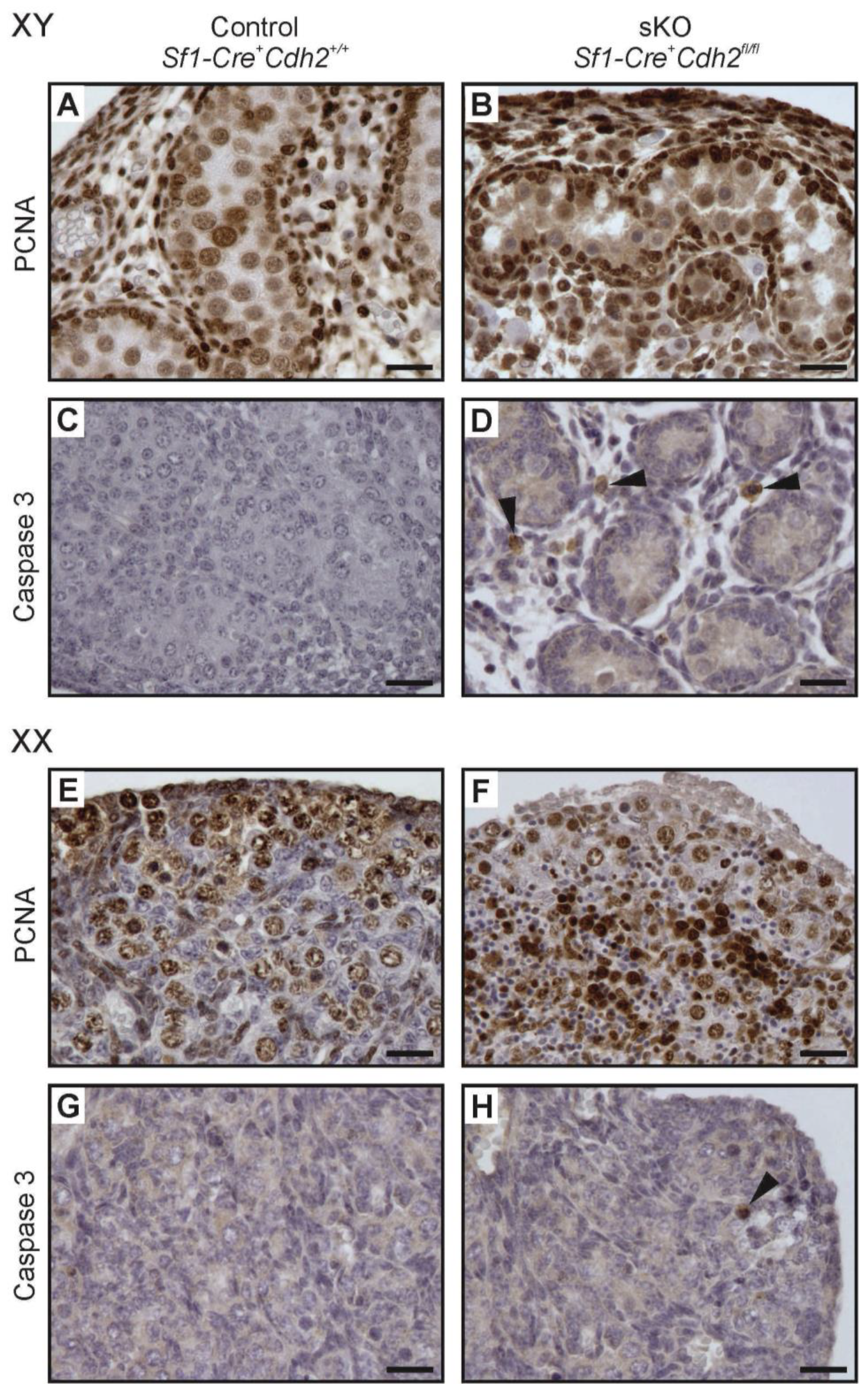 Cells 08 01610 g009 Cells 08 01610 g009
