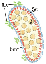 Cells 08 01610 i001 Cells 08 01610 i001
