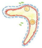 Cells 08 01610 i002 Cells 08 01610 i002