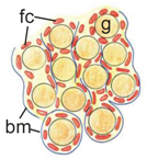 Cells 08 01610 i004 Cells 08 01610 i004