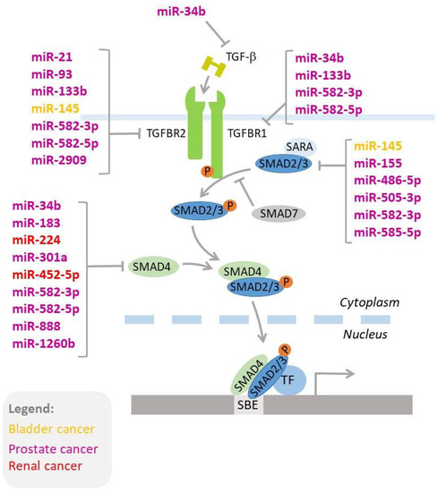 宮島 Syntheses, Structures, and Coordination Chemistry of Phosphole