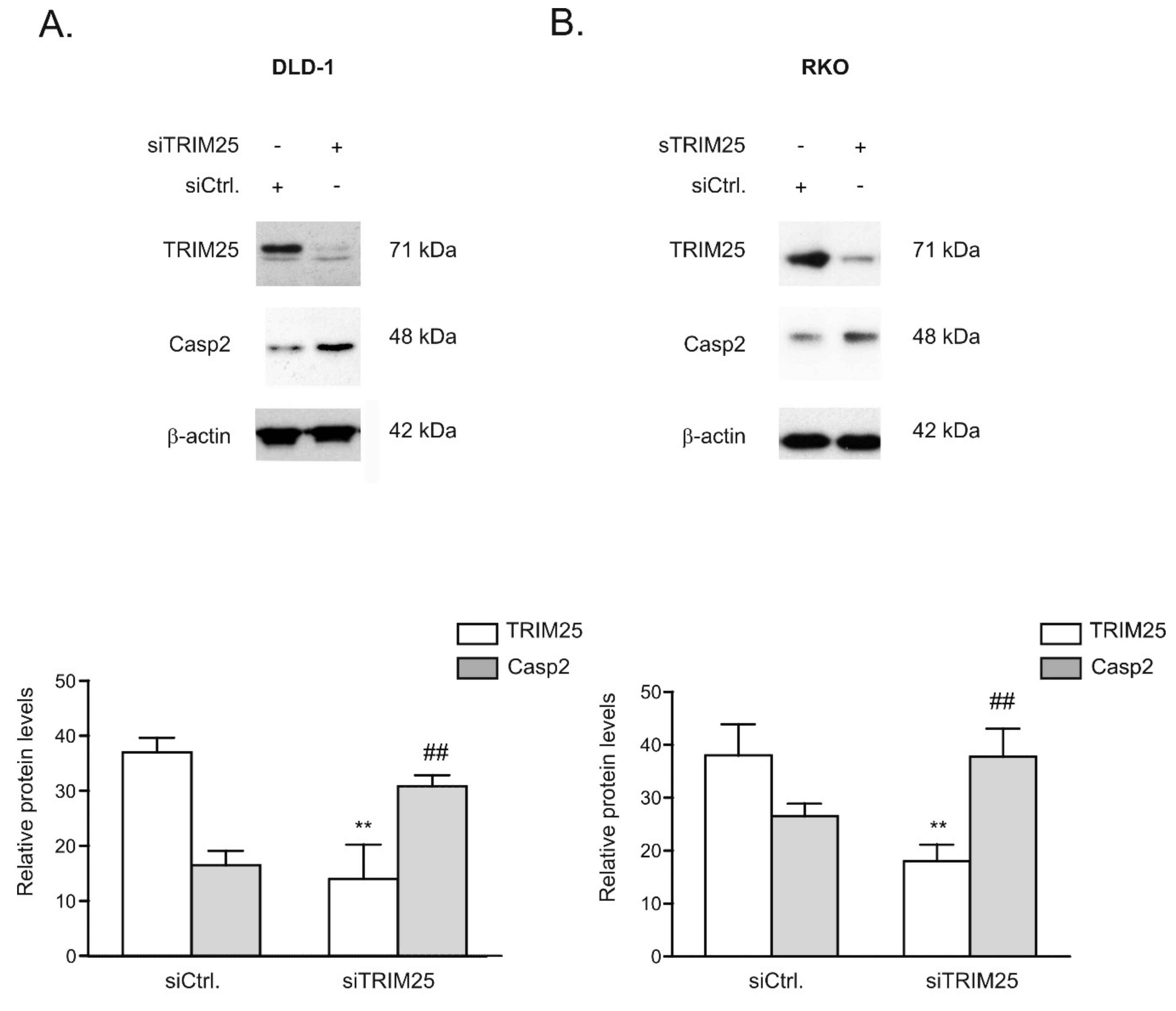 Cells 08 01622 g003 Cells 08 01622 g003