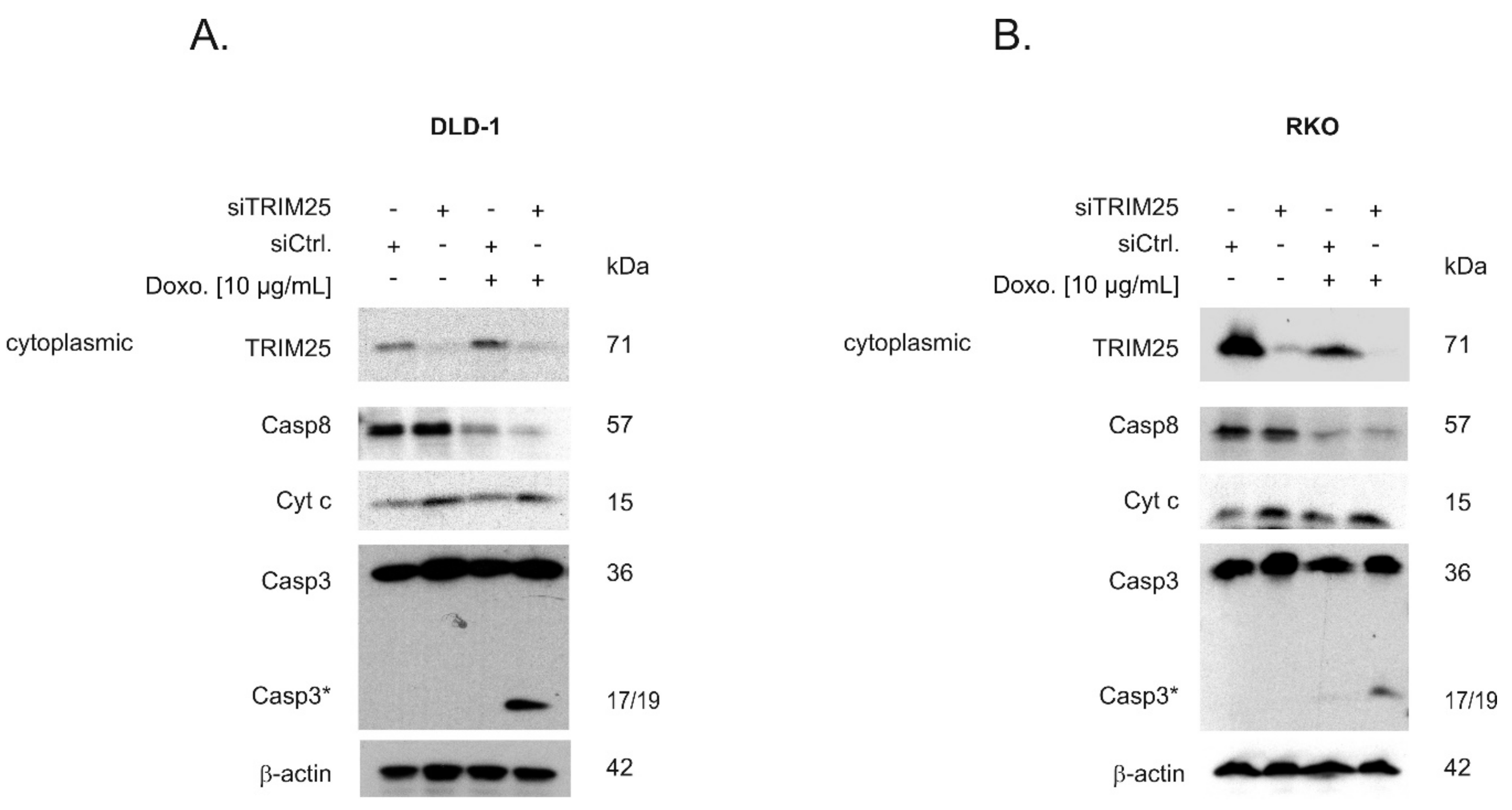 Cells 08 01622 g006 Cells 08 01622 g006