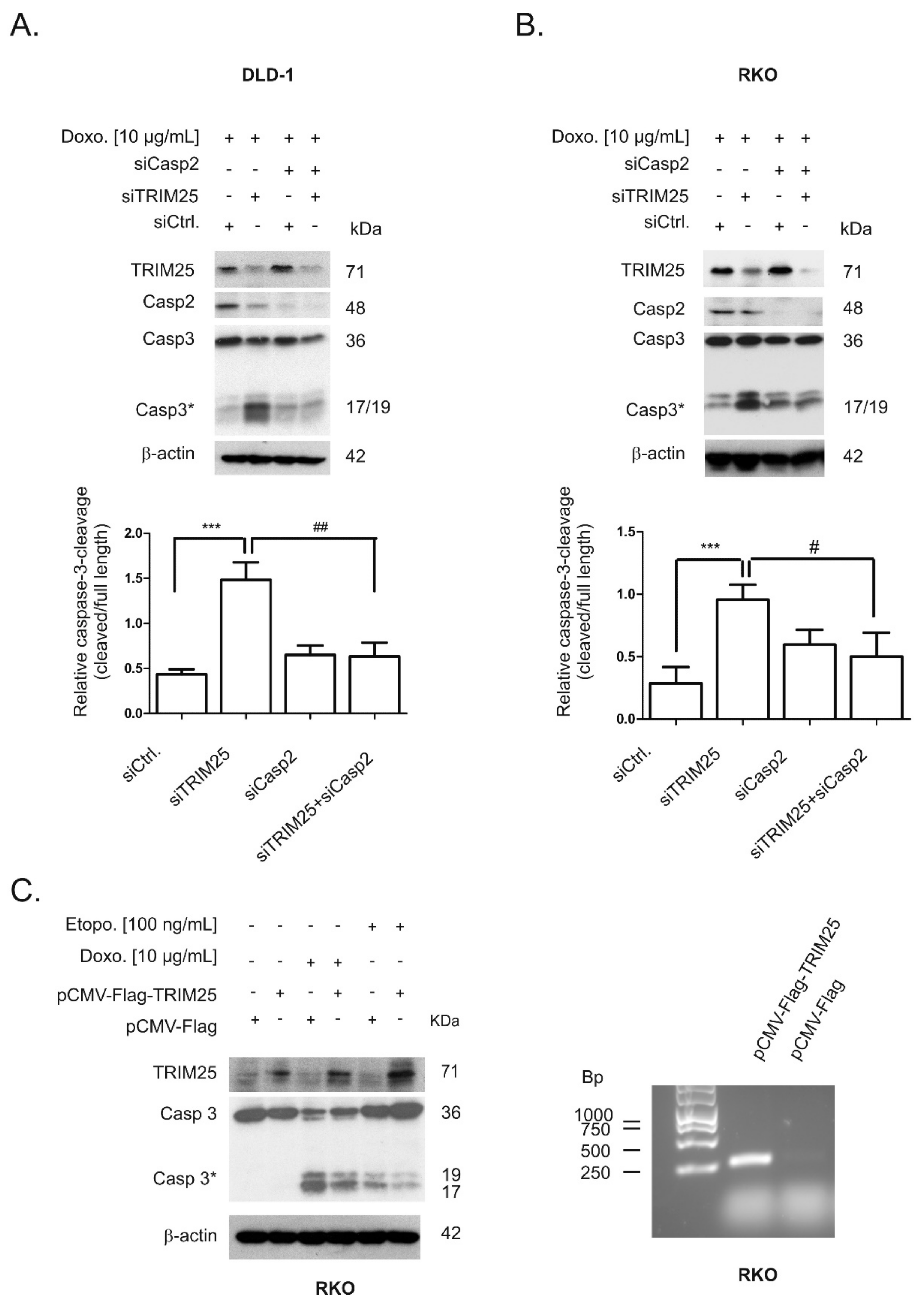 Cells 08 01622 g007 Cells 08 01622 g007