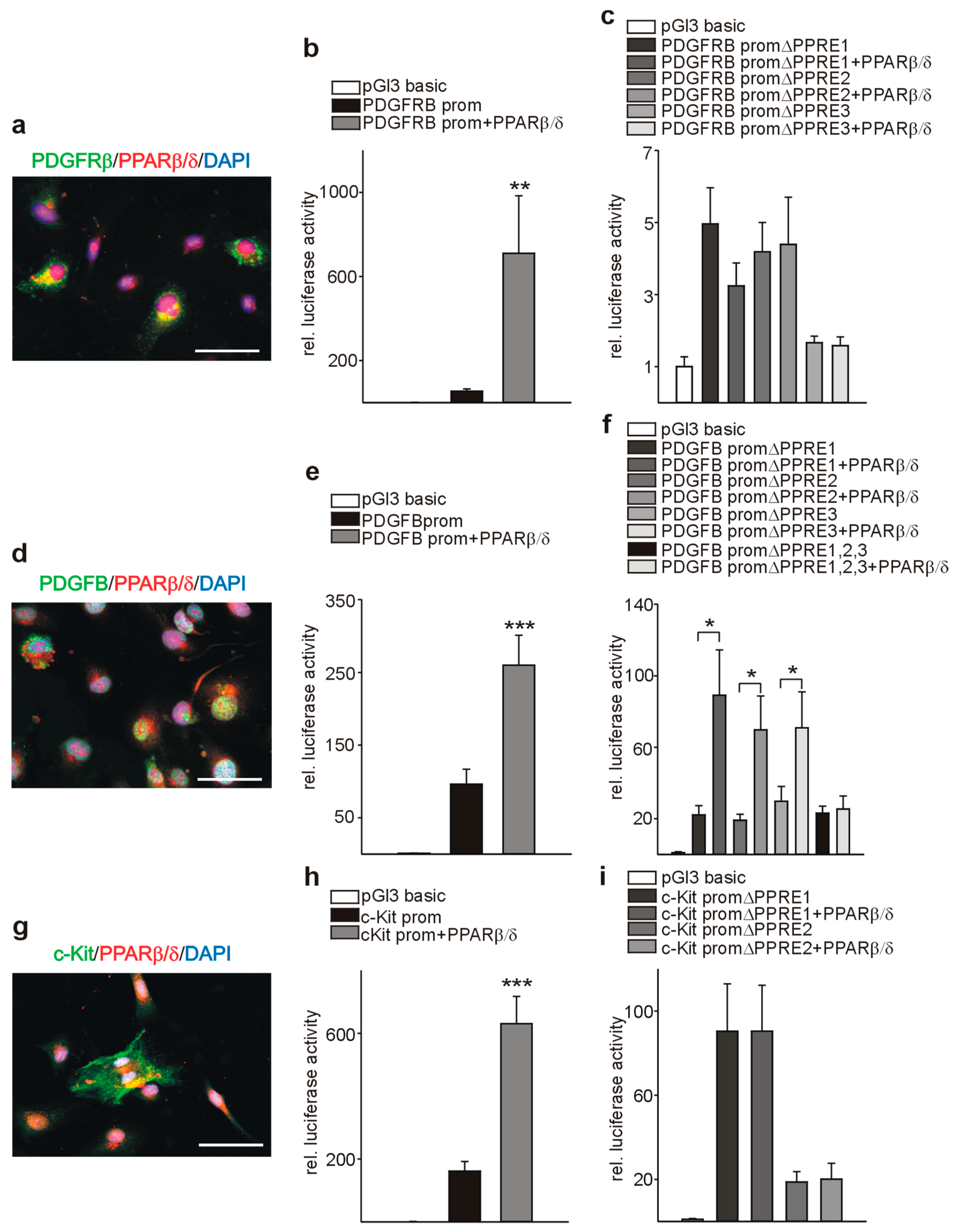 Cells 08 01623 g009 Cells 08 01623 g009