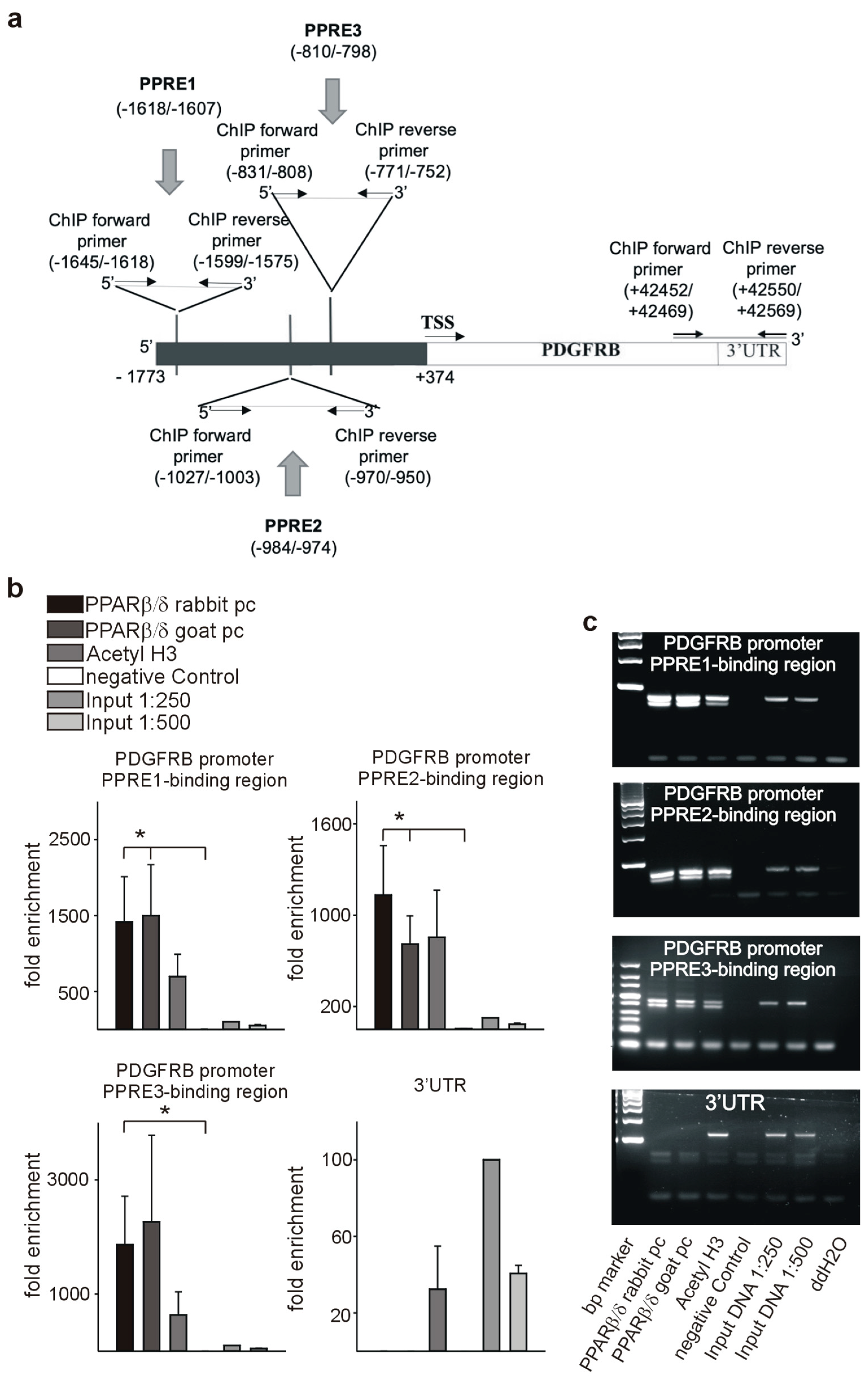 Cells 08 01623 g010 Cells 08 01623 g010