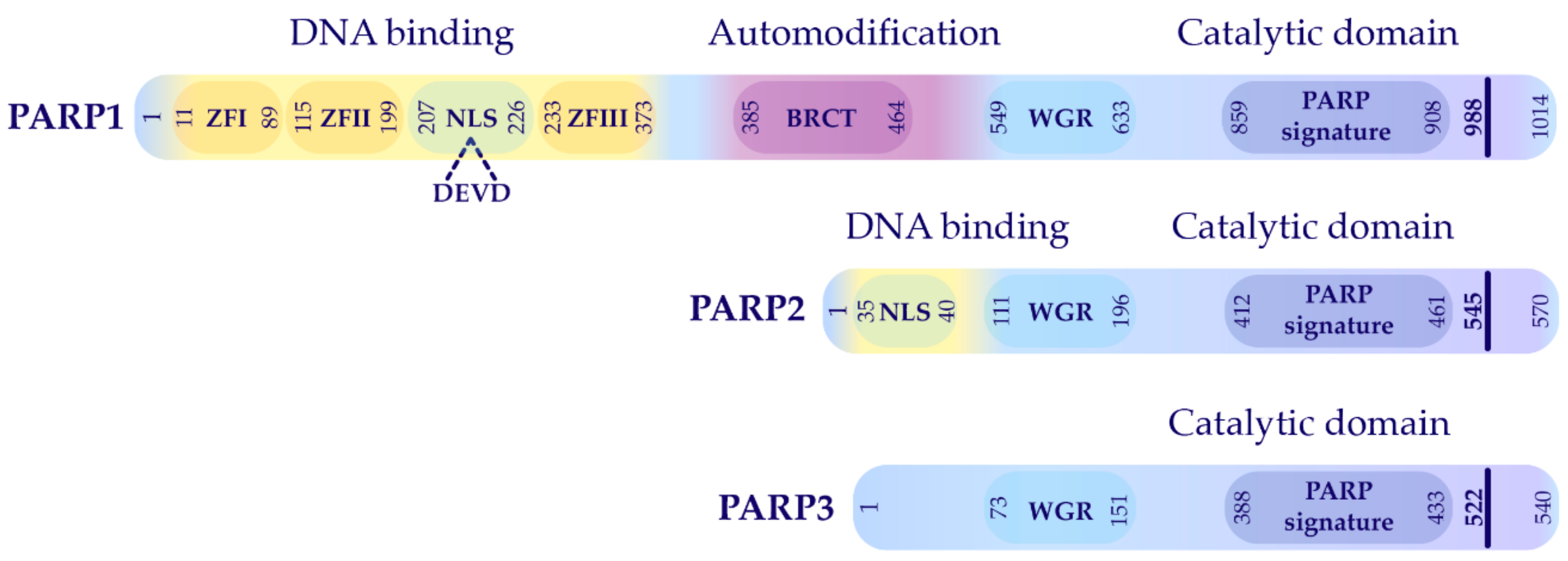 Парп 1. Parp1. Parp2 domain. Parp2 DNA Binding domain. Parp1 над +.