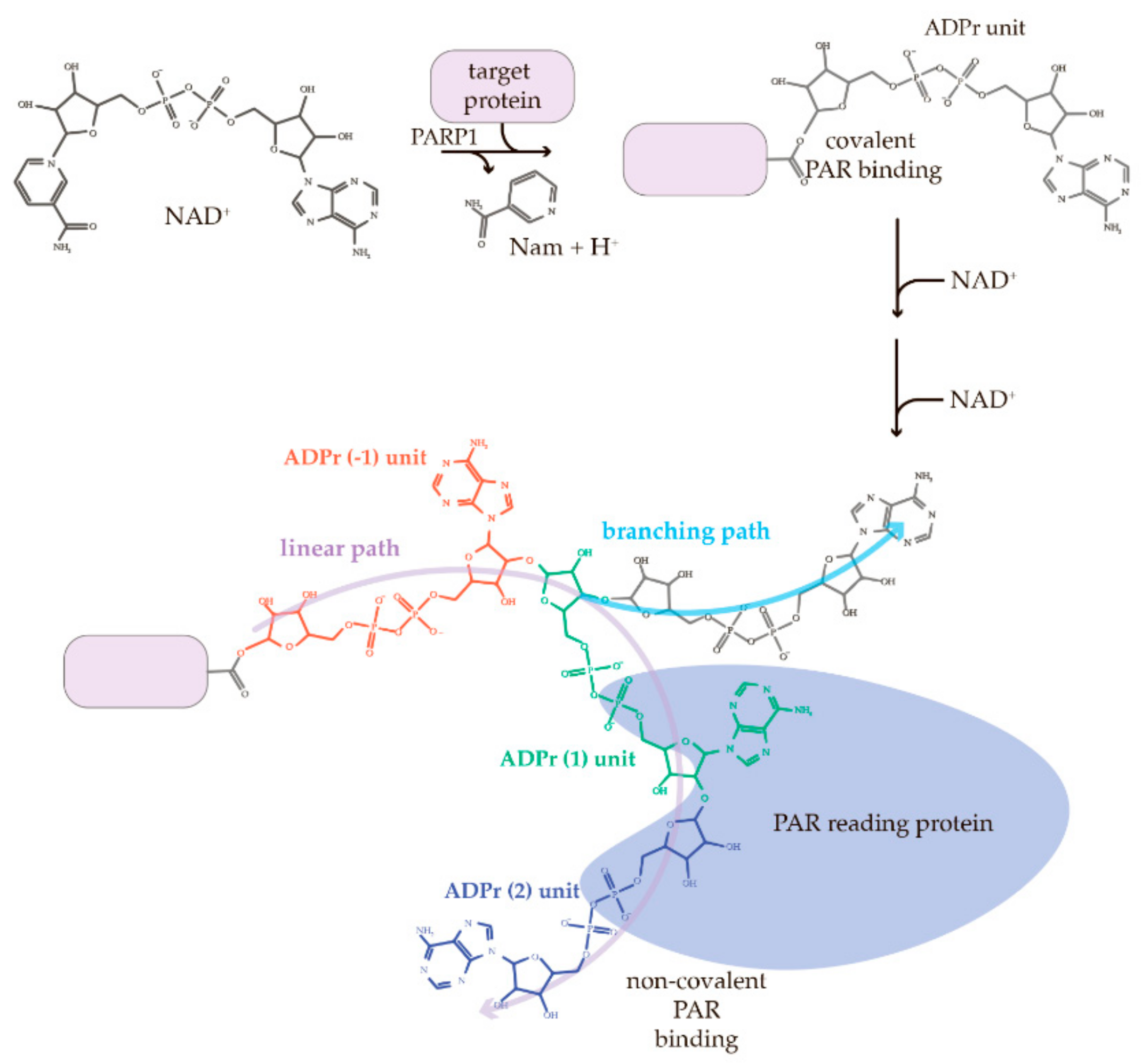 Cells 08 01625 g003 Cells 08 01625 g003