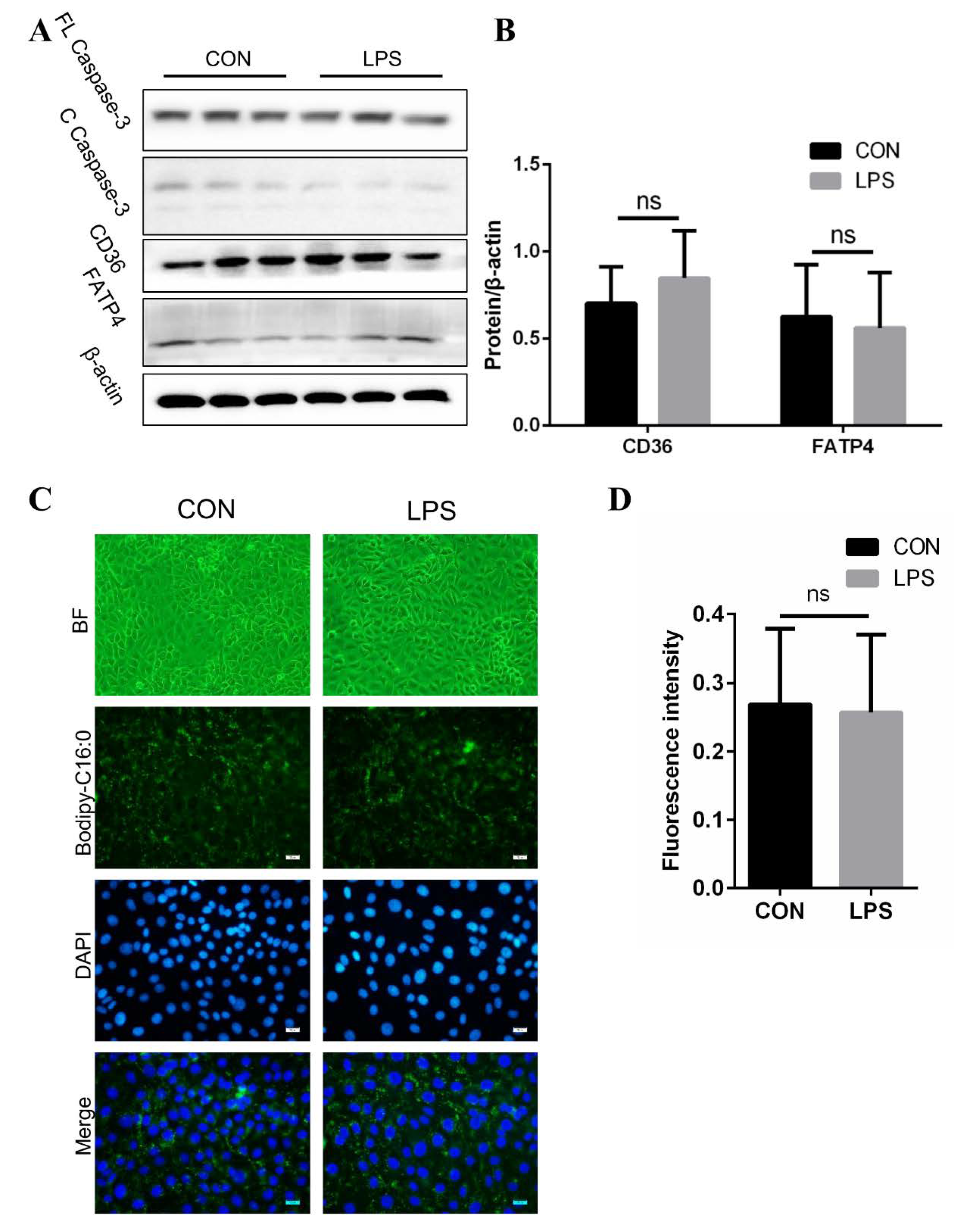 Cells 08 01626 g003 Cells 08 01626 g003