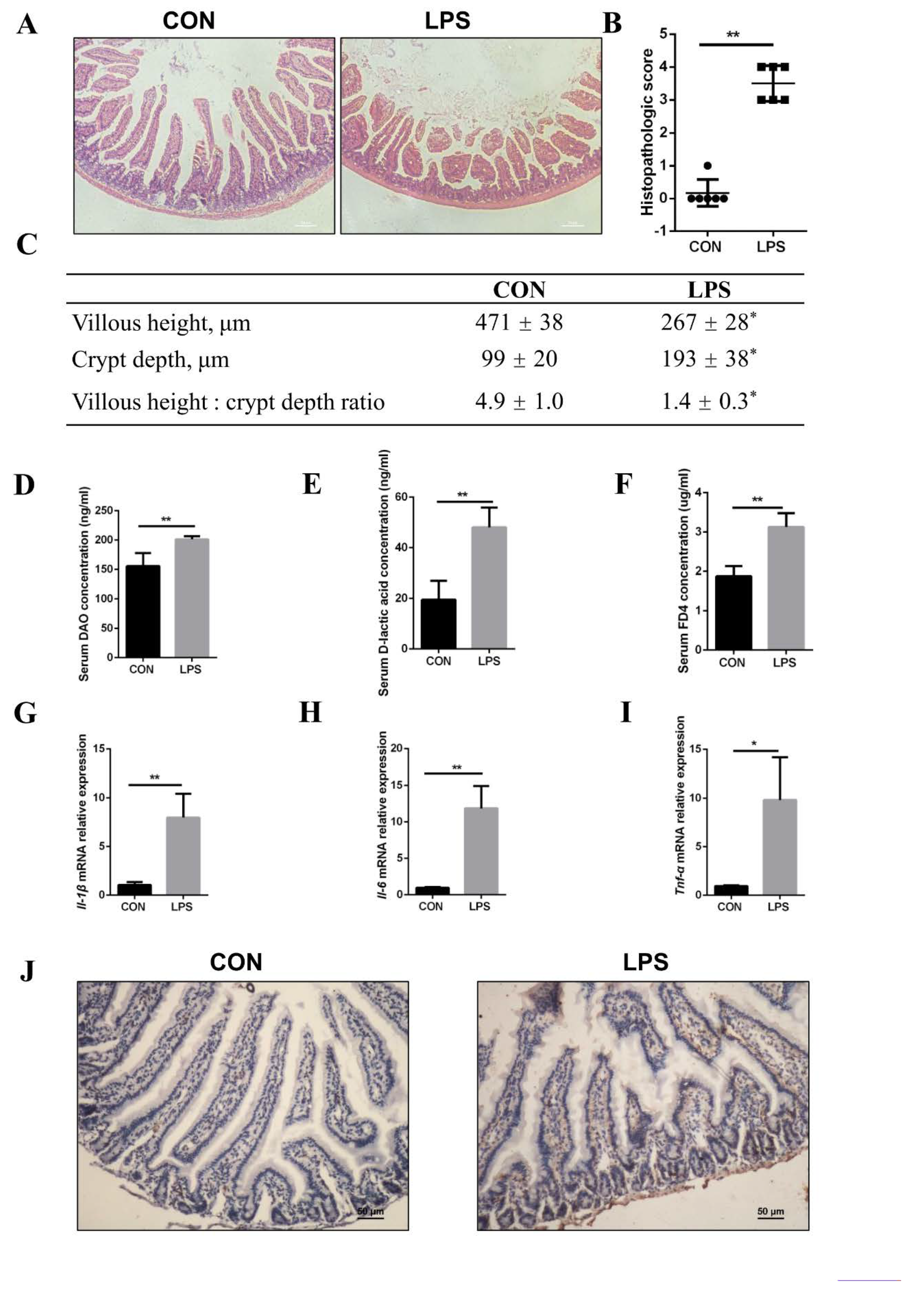 Cells 08 01626 g004 Cells 08 01626 g004