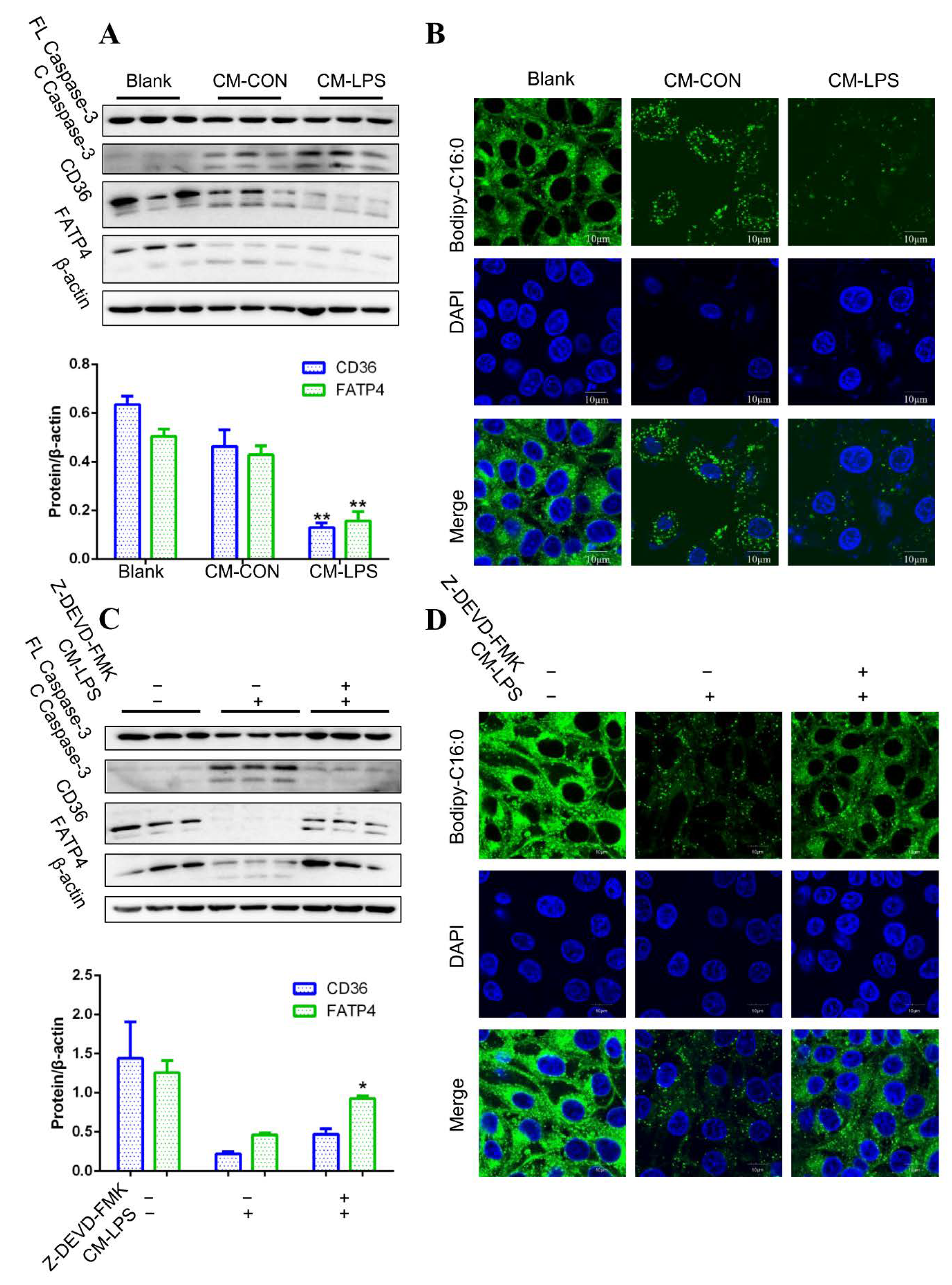 Cells 08 01626 g005 Cells 08 01626 g005
