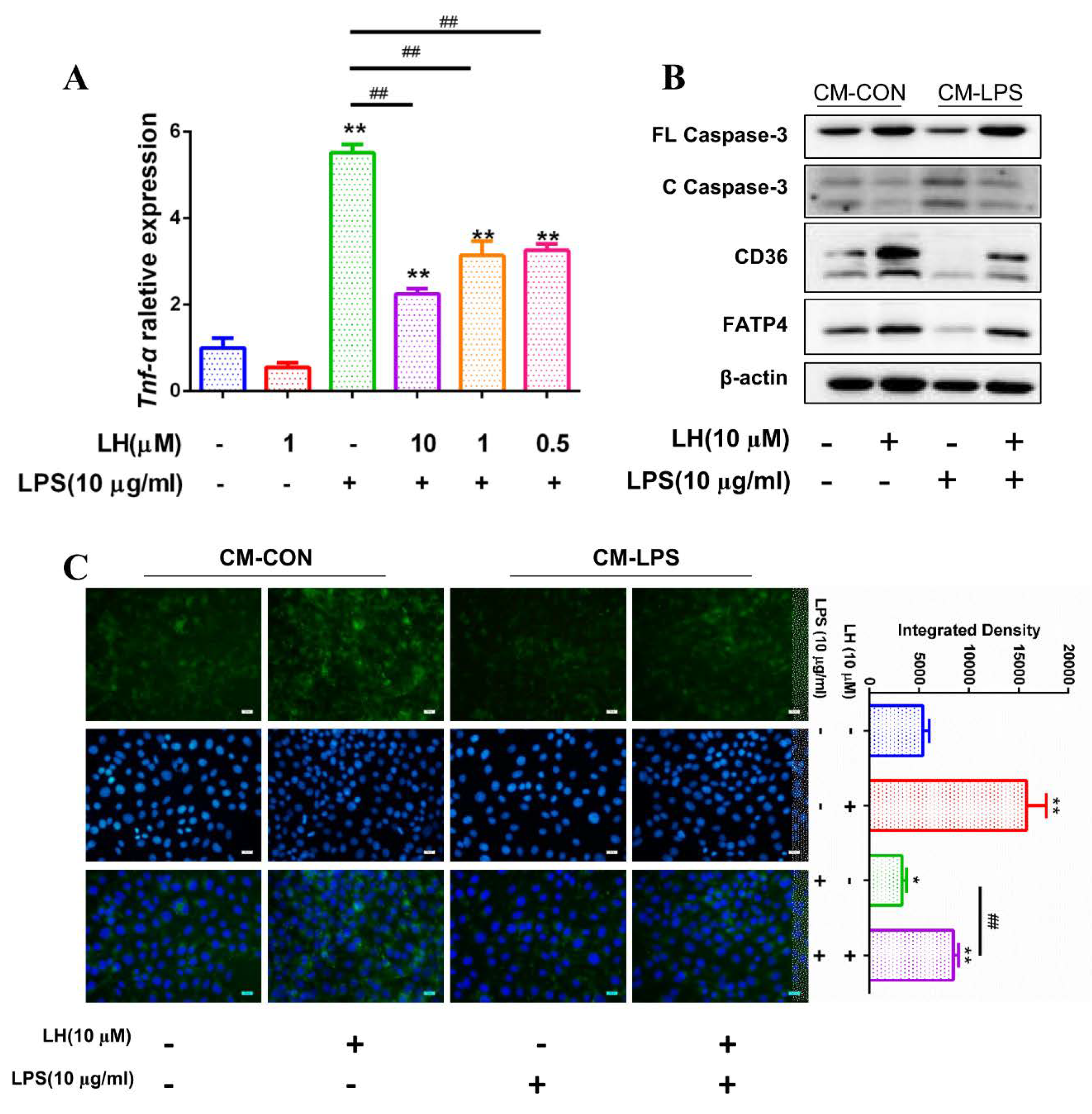 Cells 08 01626 g007 Cells 08 01626 g007