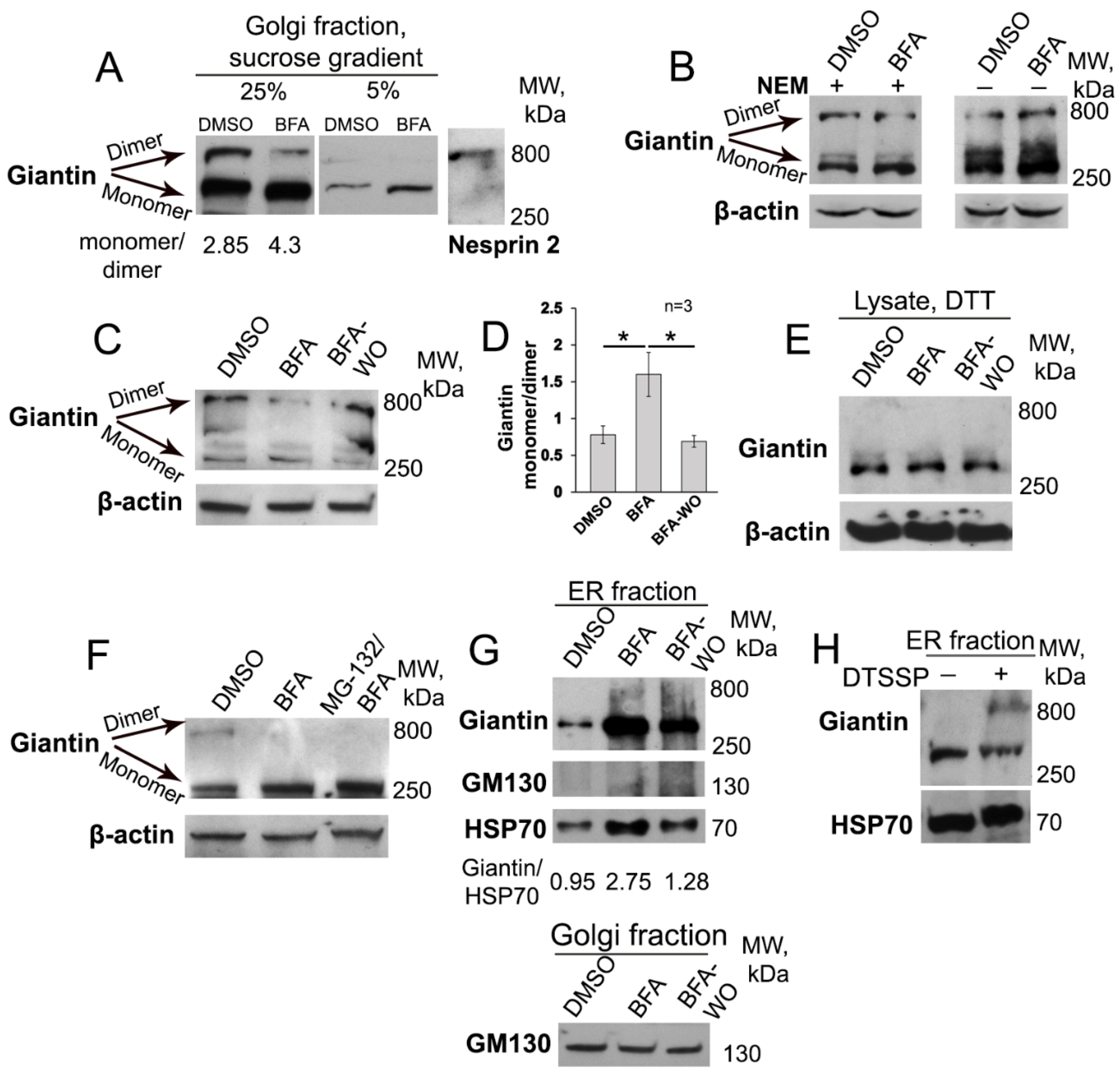 Cells 08 01631 g001