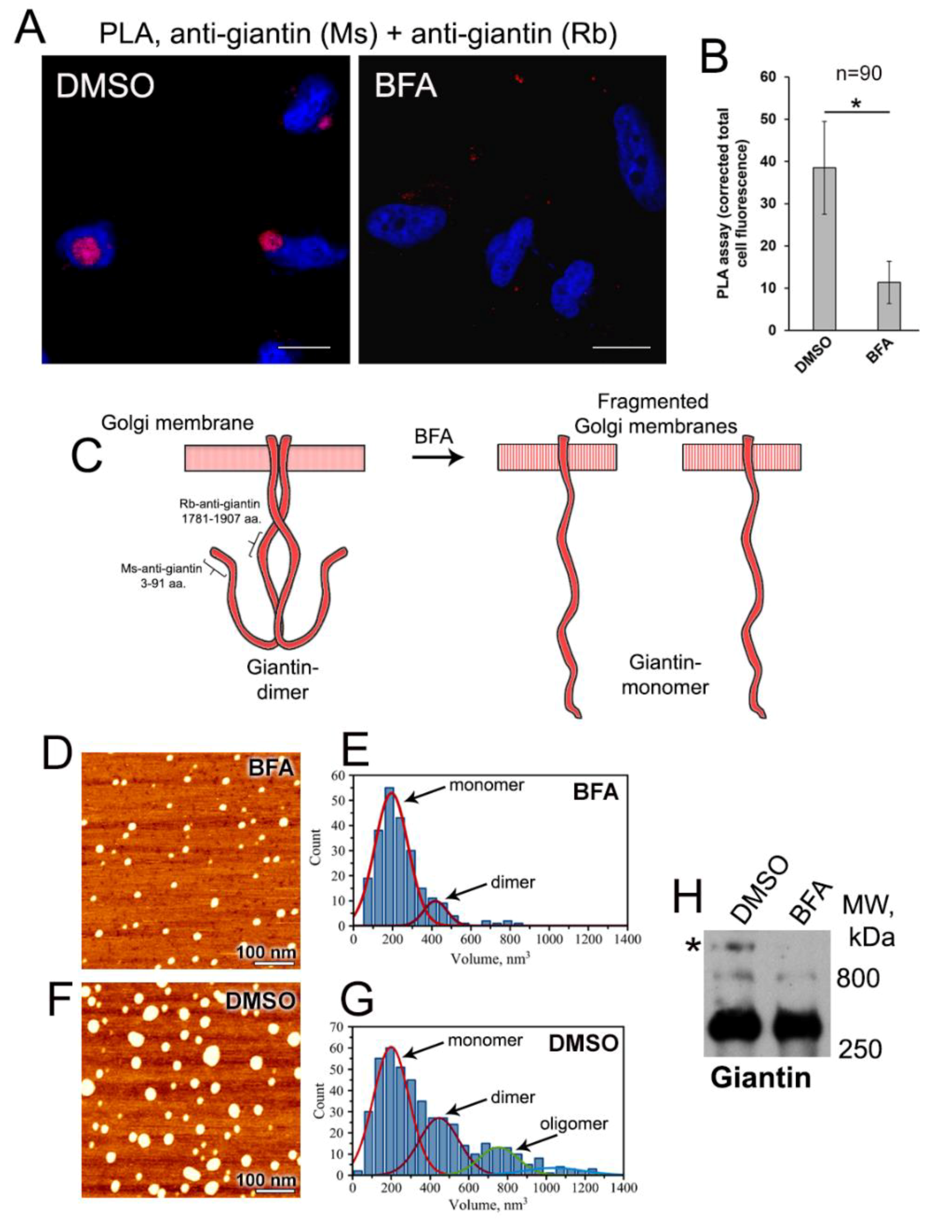 Cells 08 01631 g002