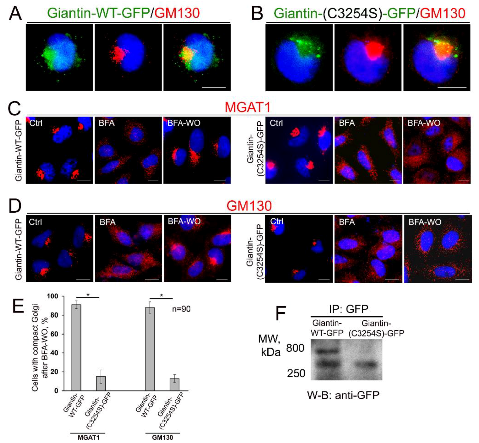 Cells 08 01631 g003