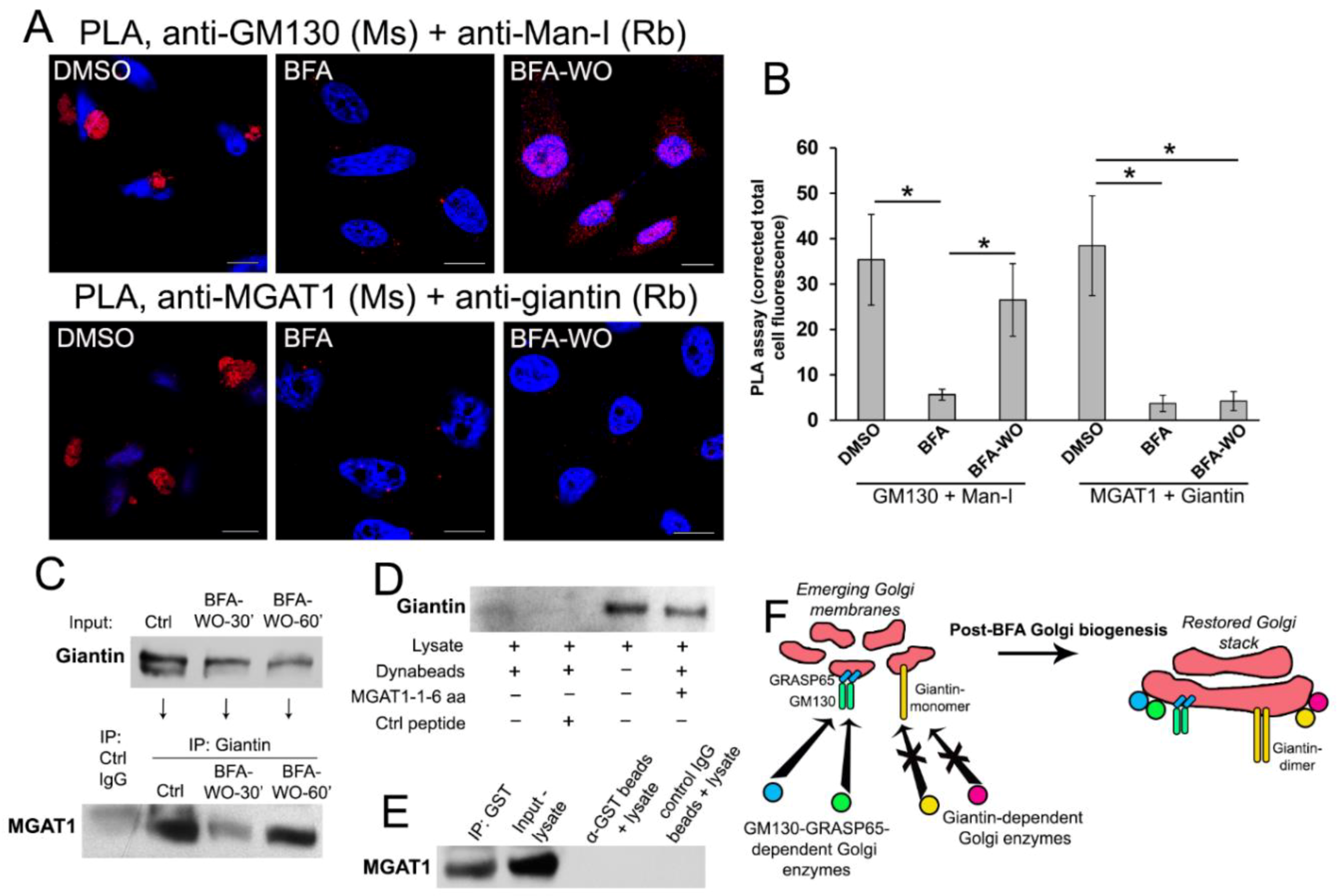 Cells 08 01631 g005
