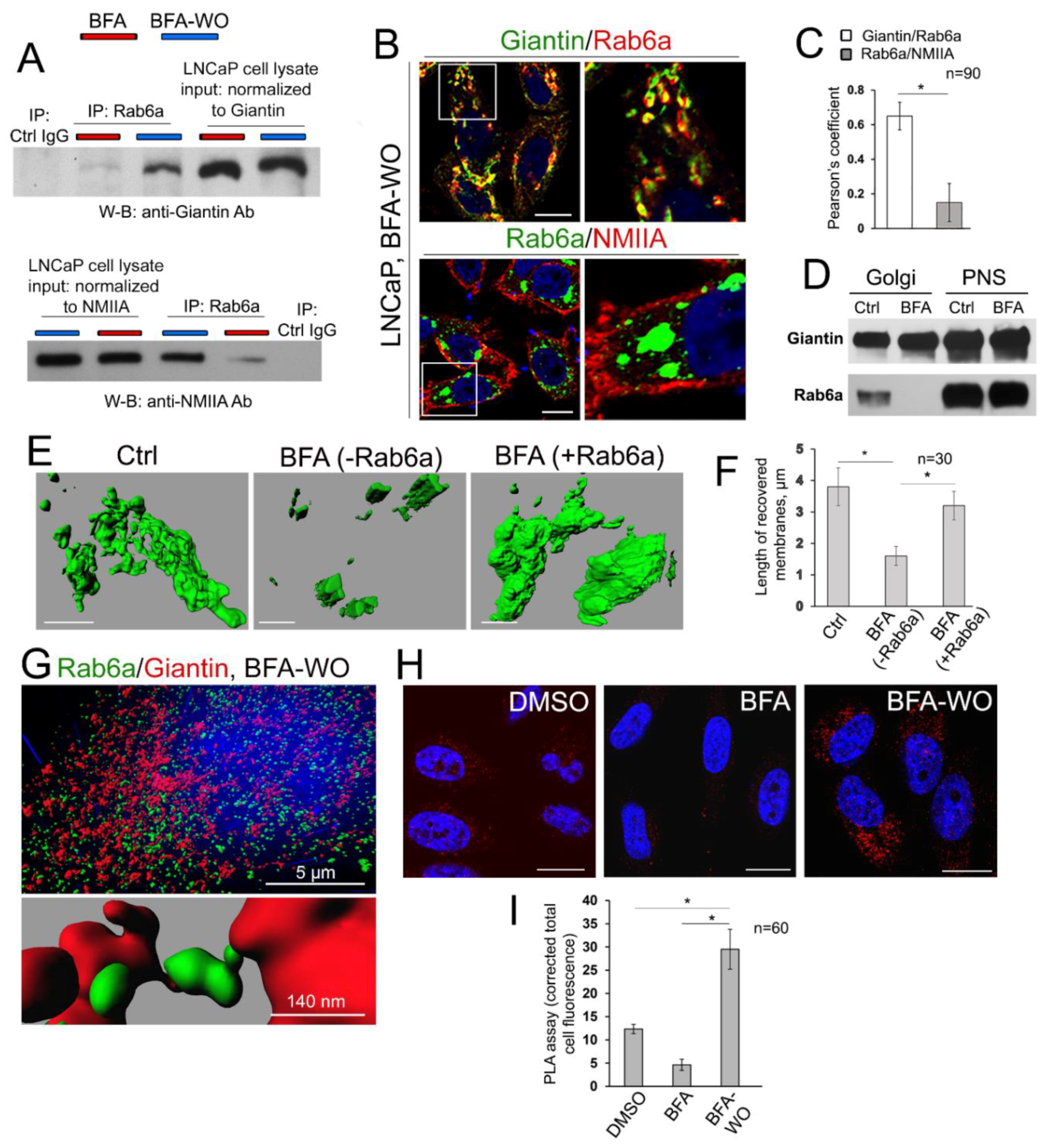 Cells 08 01631 g007