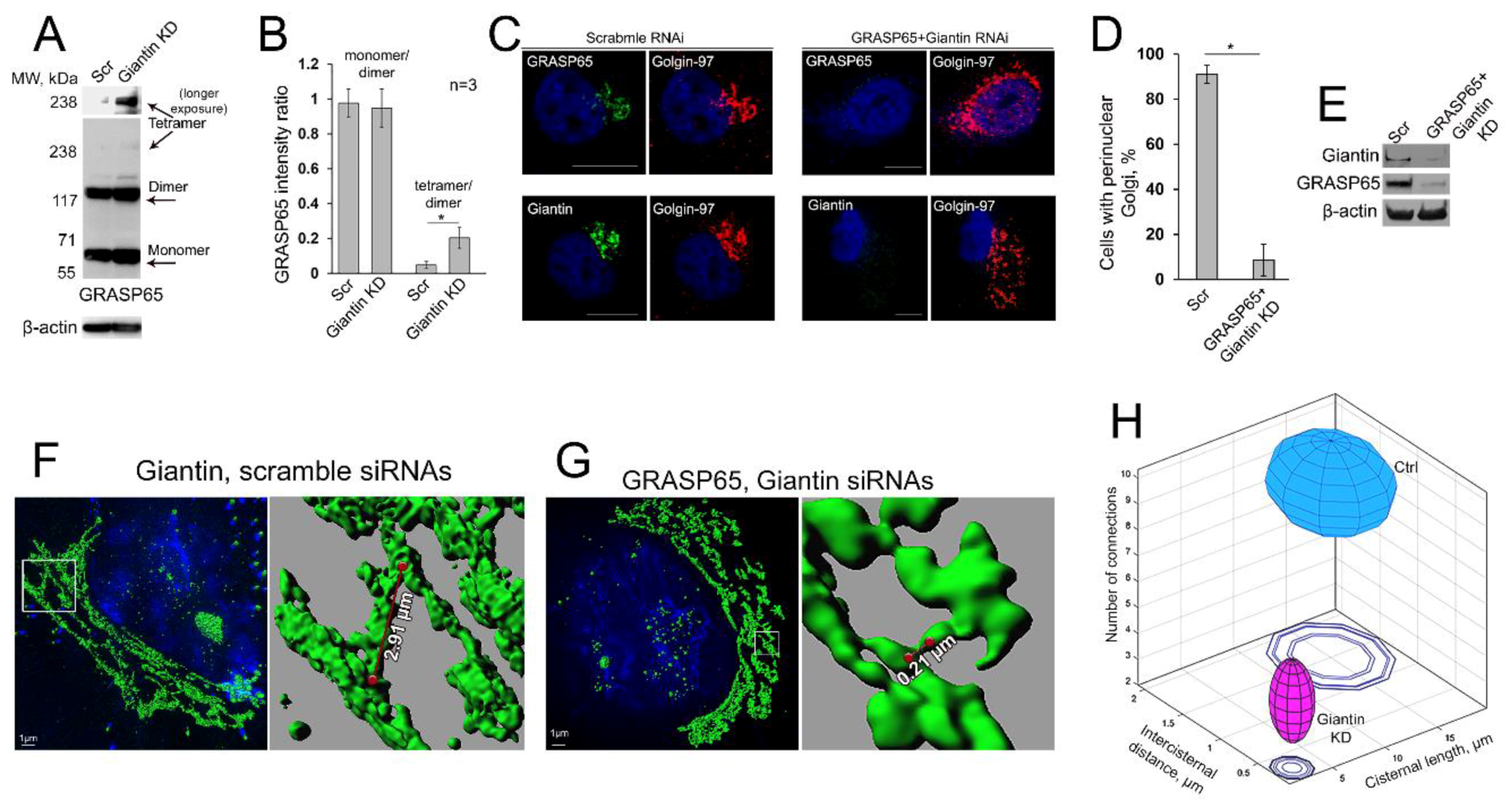 Cells 08 01631 g009