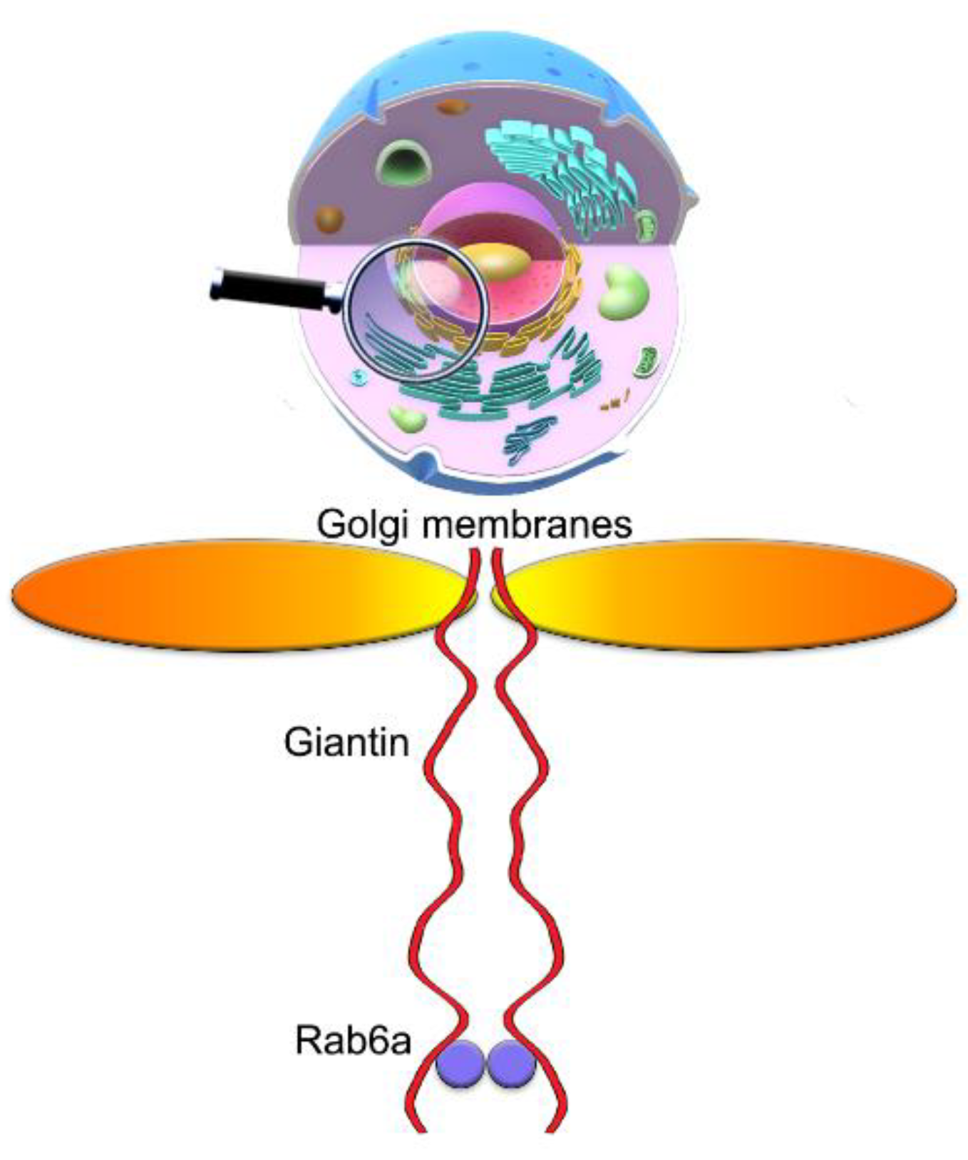 Cells 08 01631 g010