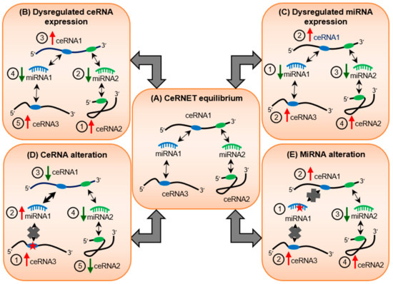 Cells | Free Full-Text | The Butterfly Effect of RNA Alterations
