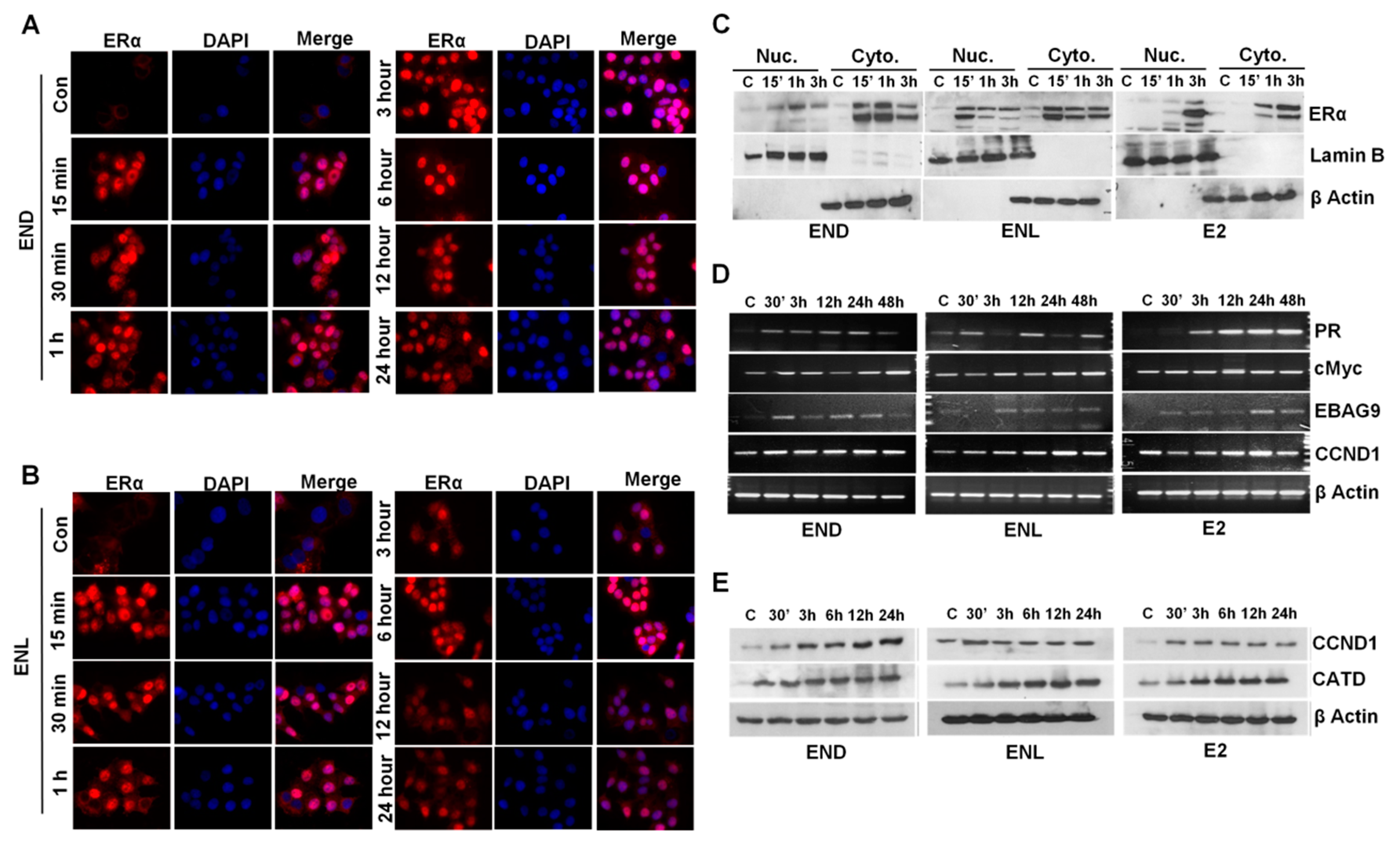 Cells 08 01642 g007