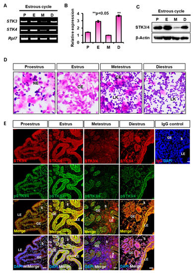 Manipulating the Mouse Embryo: A Laboratory Manual, Fourth