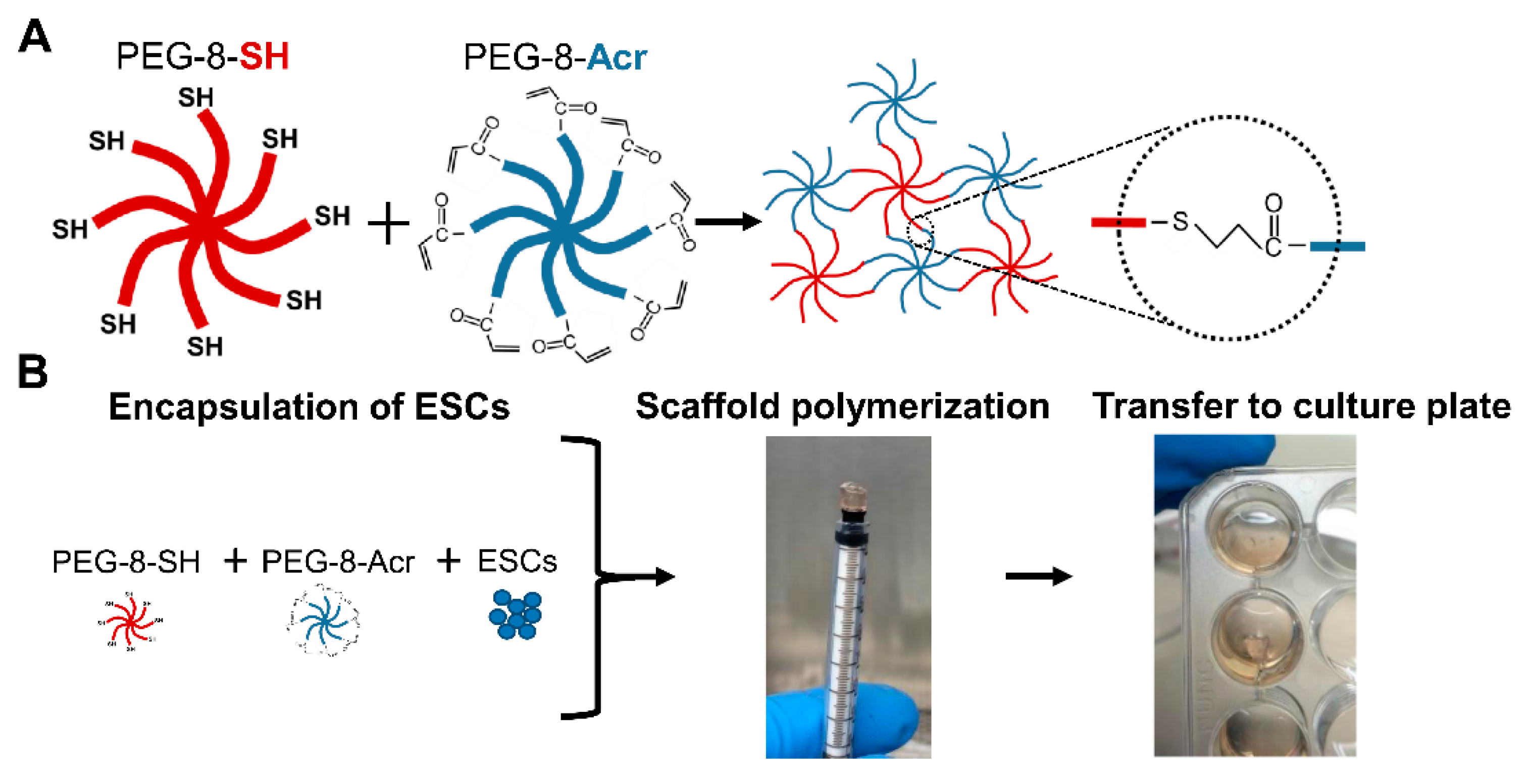 Cells 08 01650 g001 Cells 08 01650 g001