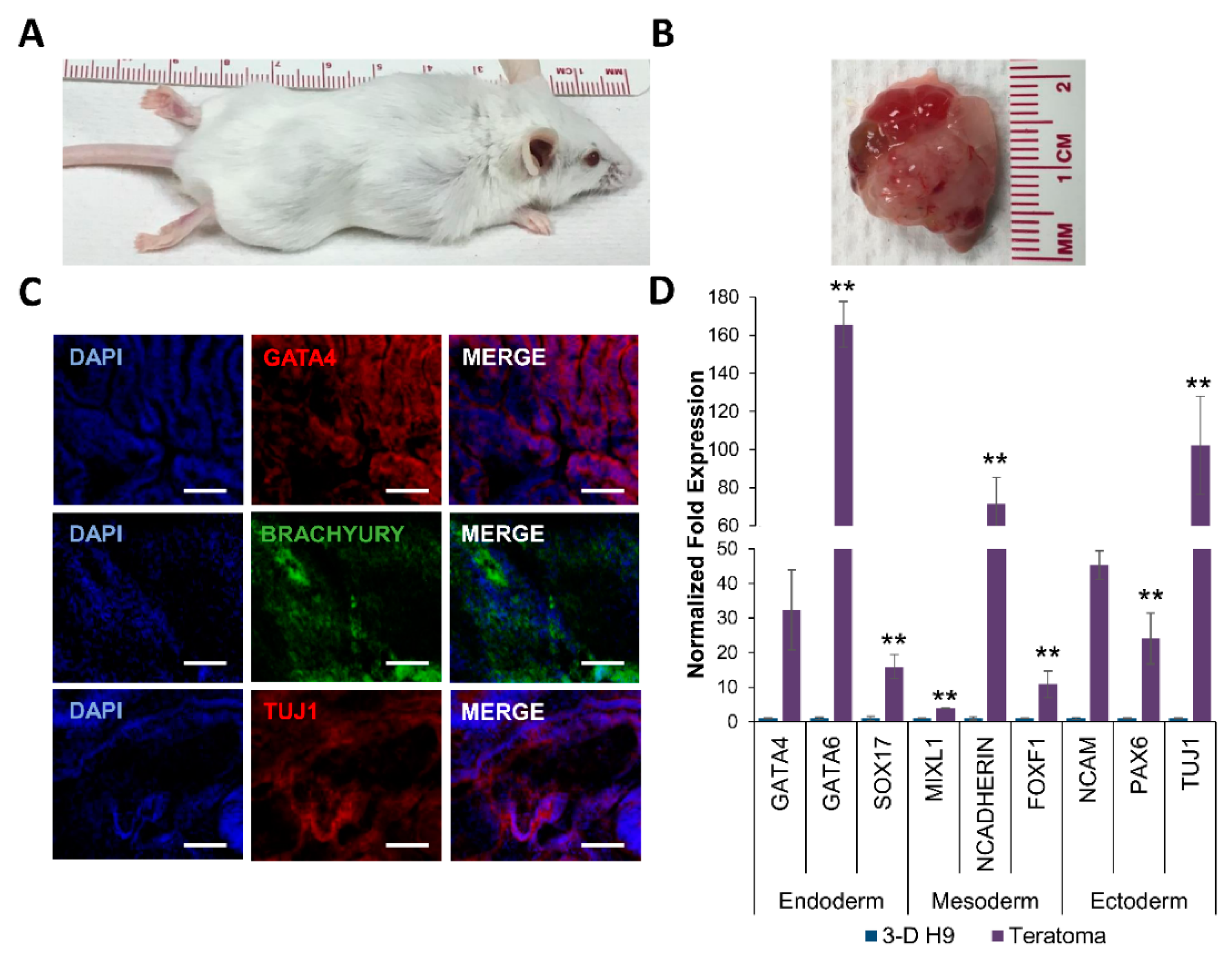 Cells 08 01650 g005 Cells 08 01650 g005