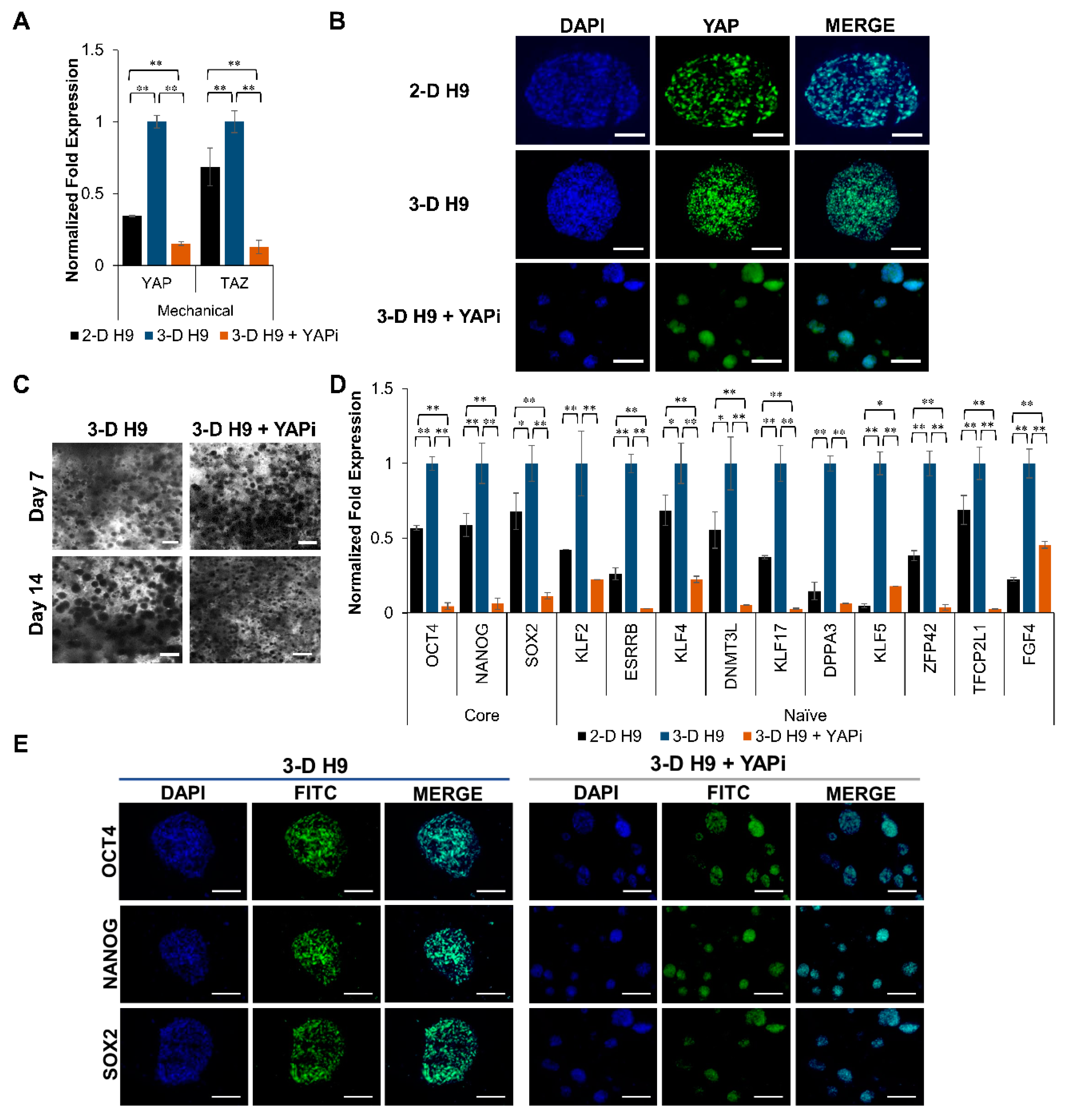 Cells 08 01650 g007 Cells 08 01650 g007