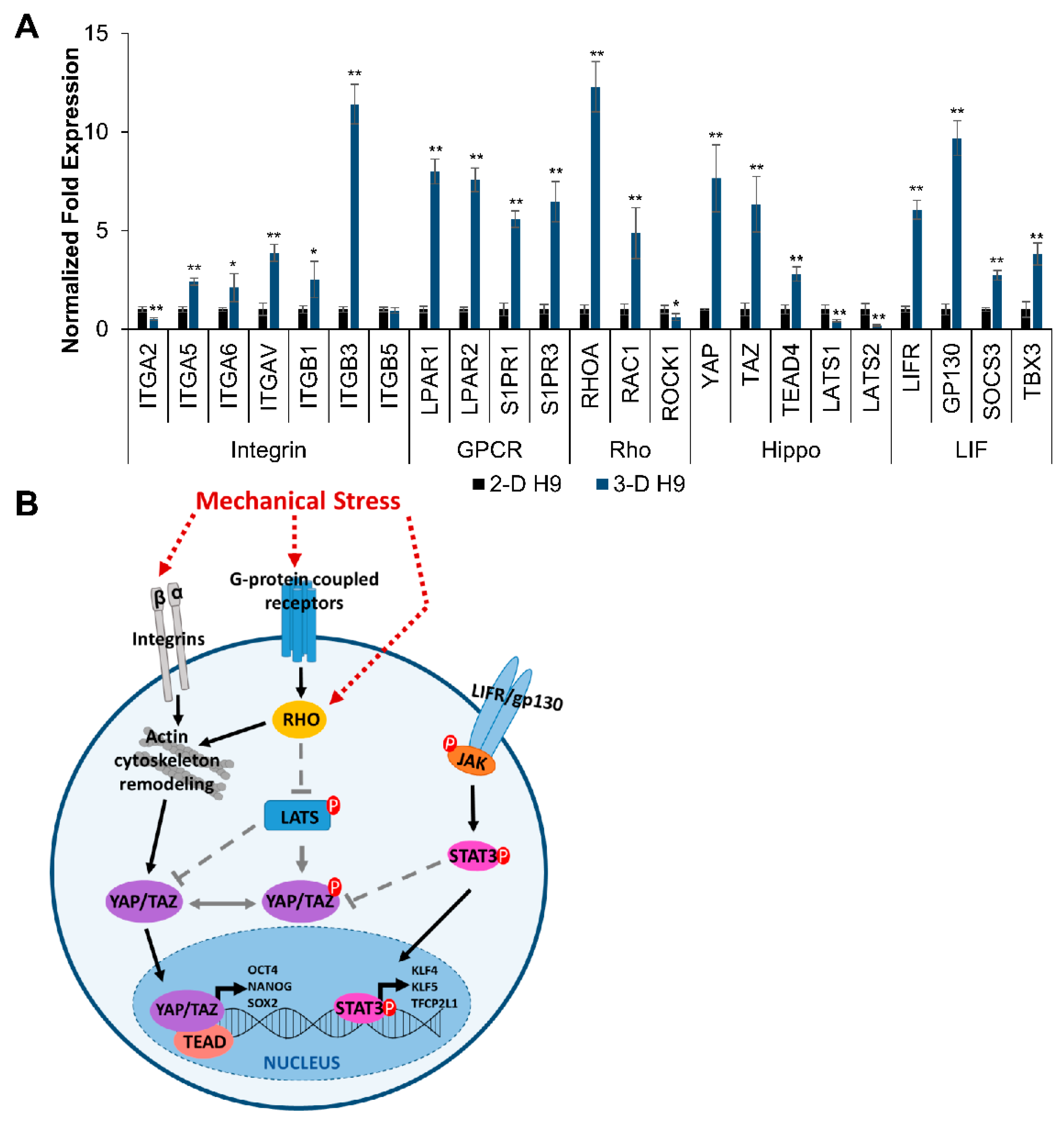 Cells 08 01650 g008 Cells 08 01650 g008