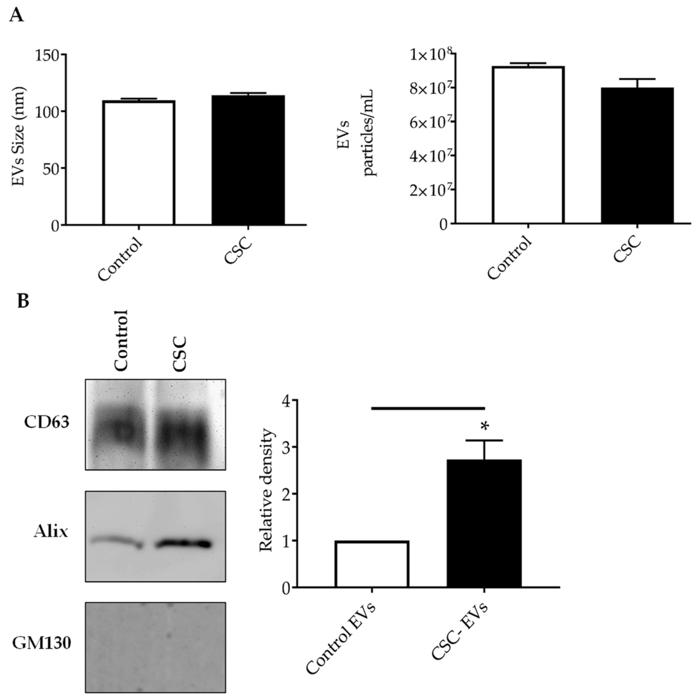 Cells 08 01652 g002 Cells 08 01652 g002