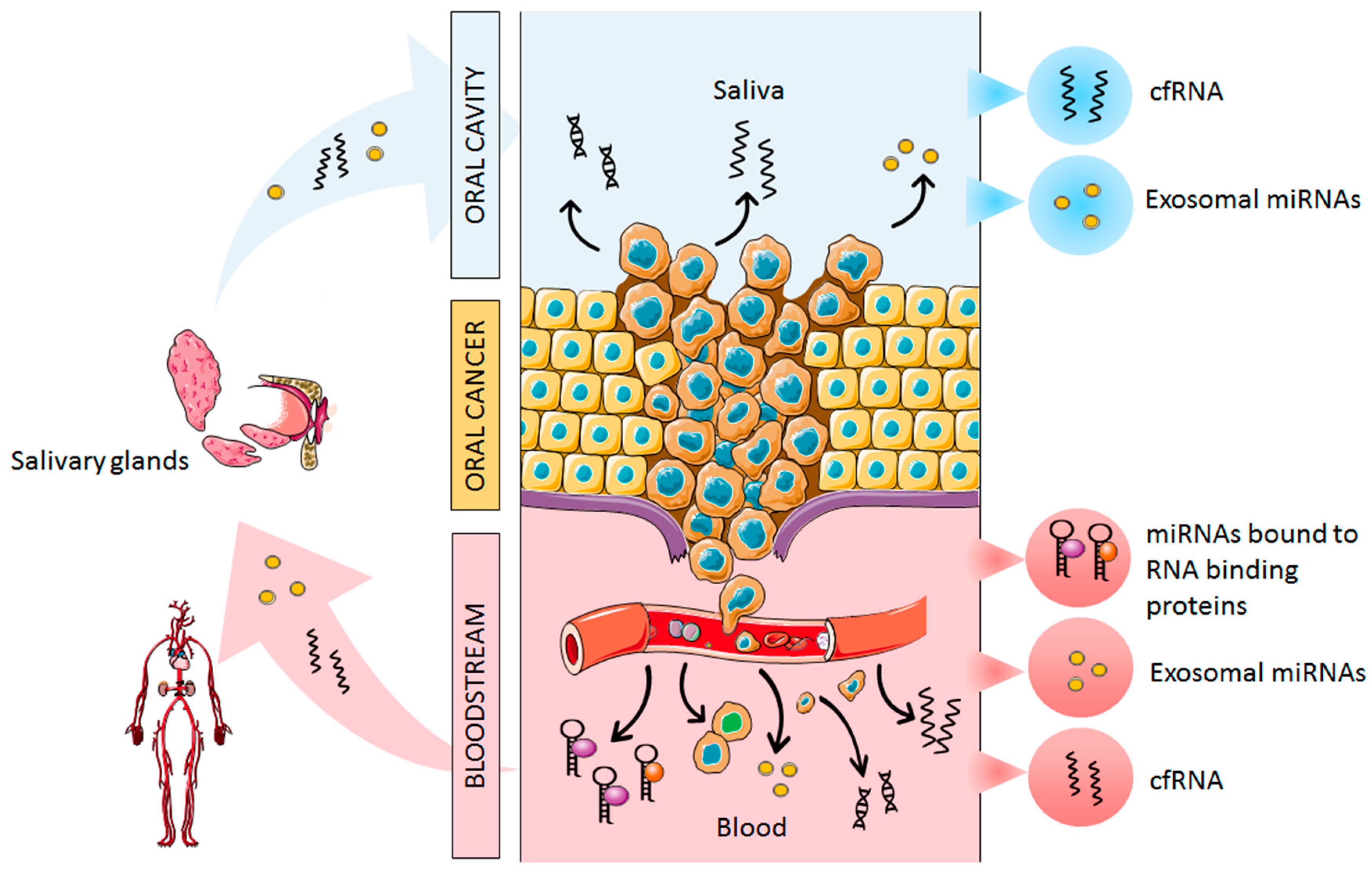 Cells 08 01653 g001 Cells 08 01653 g001