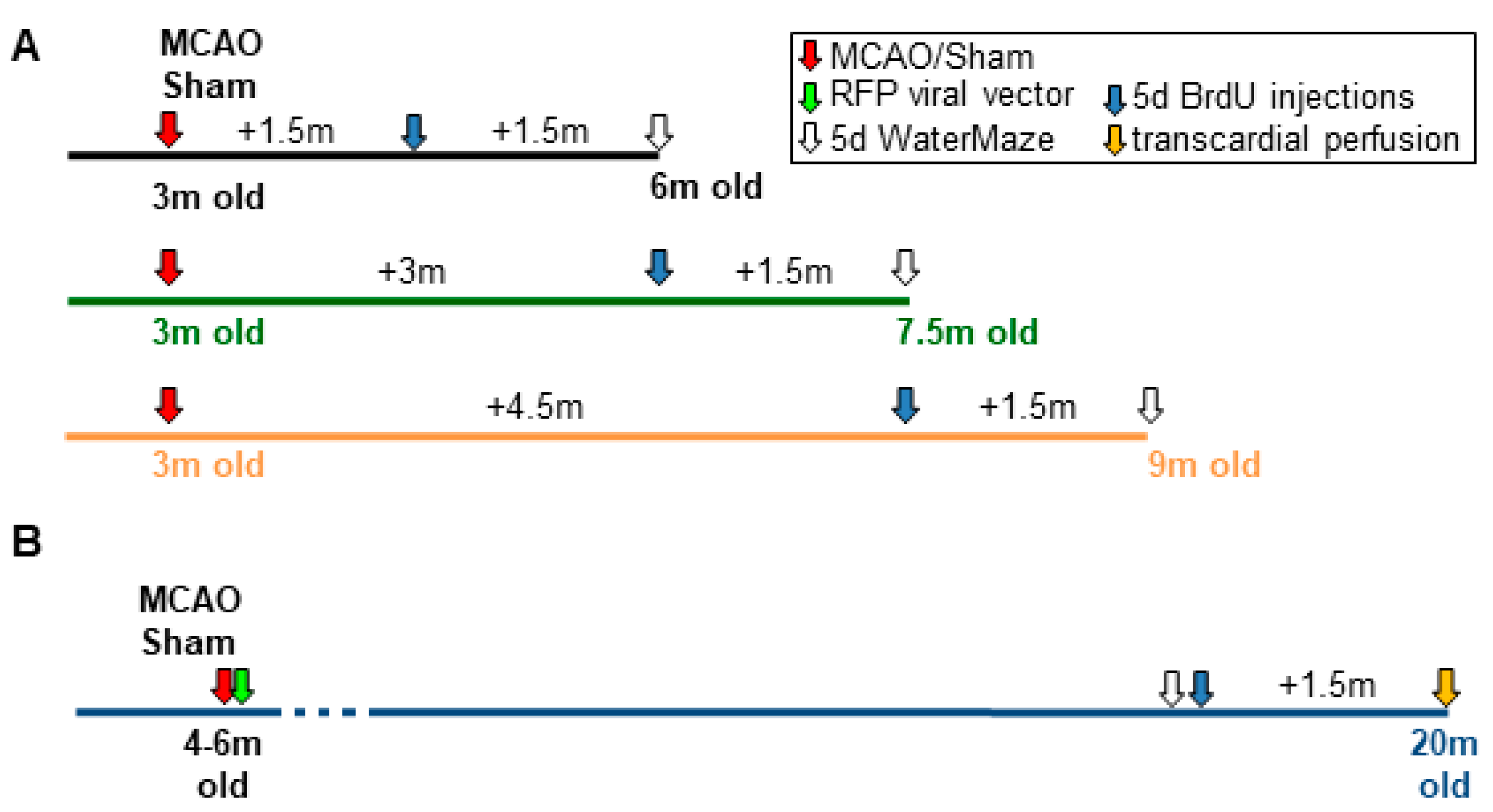 Cells 08 01654 g001 Cells 08 01654 g001