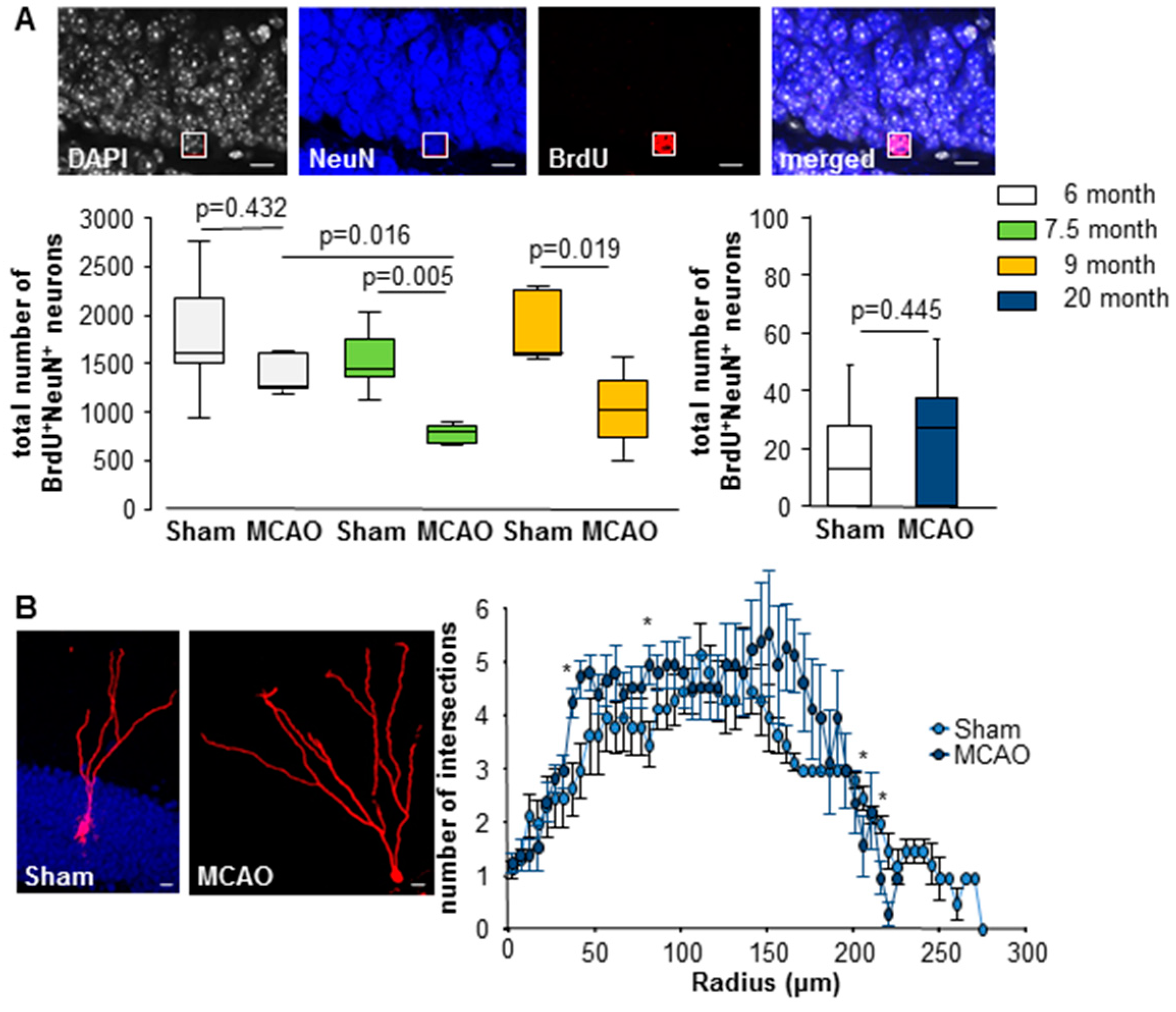 Cells 08 01654 g004 Cells 08 01654 g004