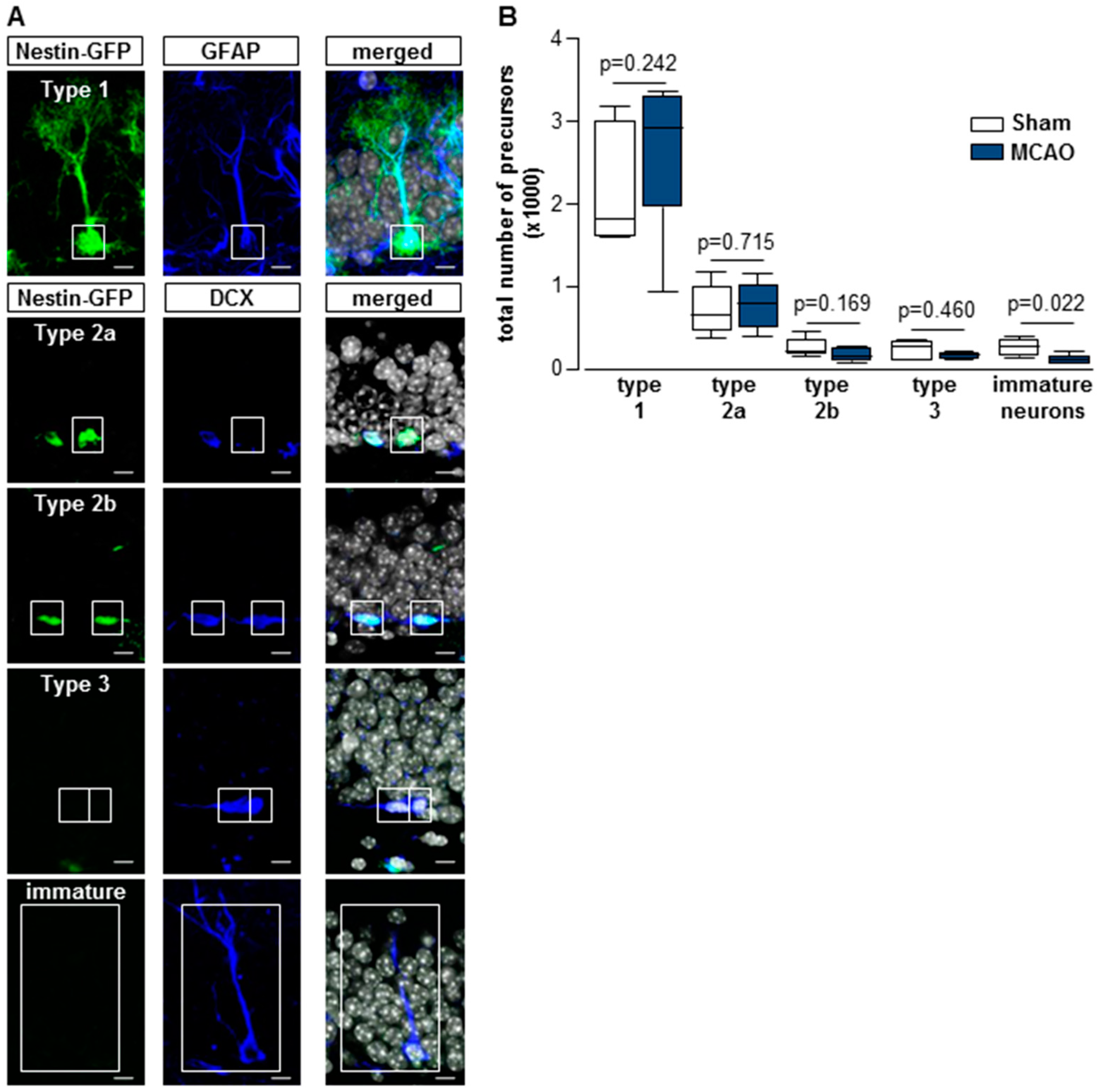 Cells 08 01654 g005 Cells 08 01654 g005