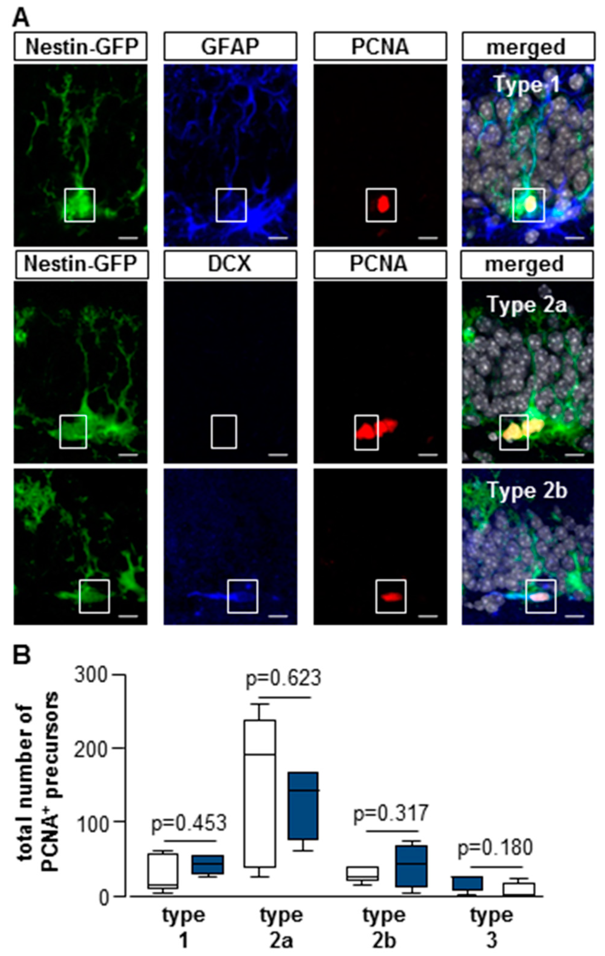 Cells 08 01654 g006 Cells 08 01654 g006