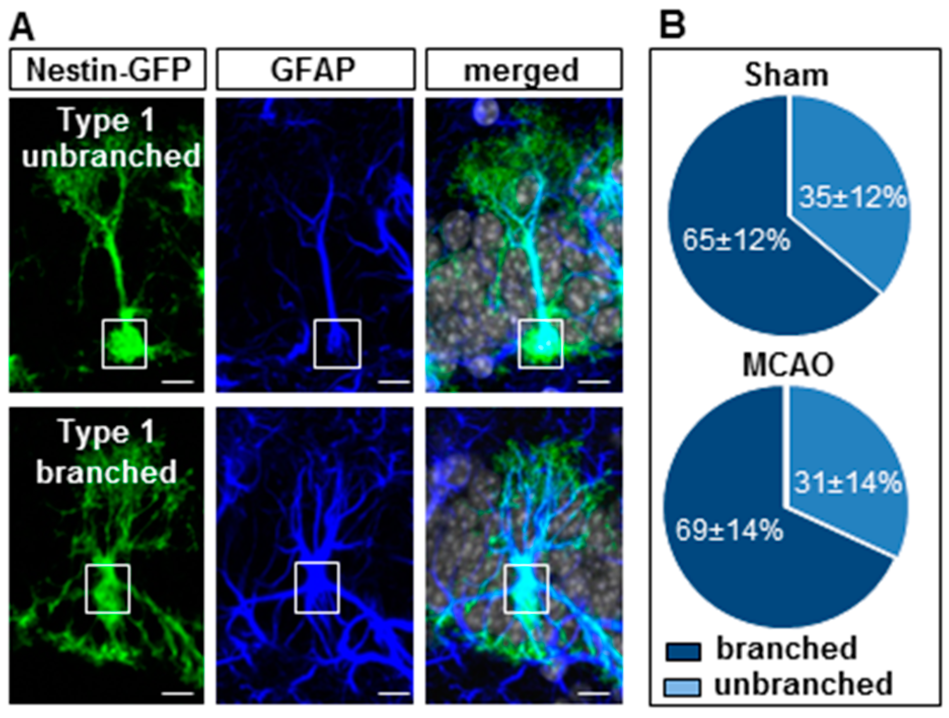 Cells 08 01654 g007 Cells 08 01654 g007
