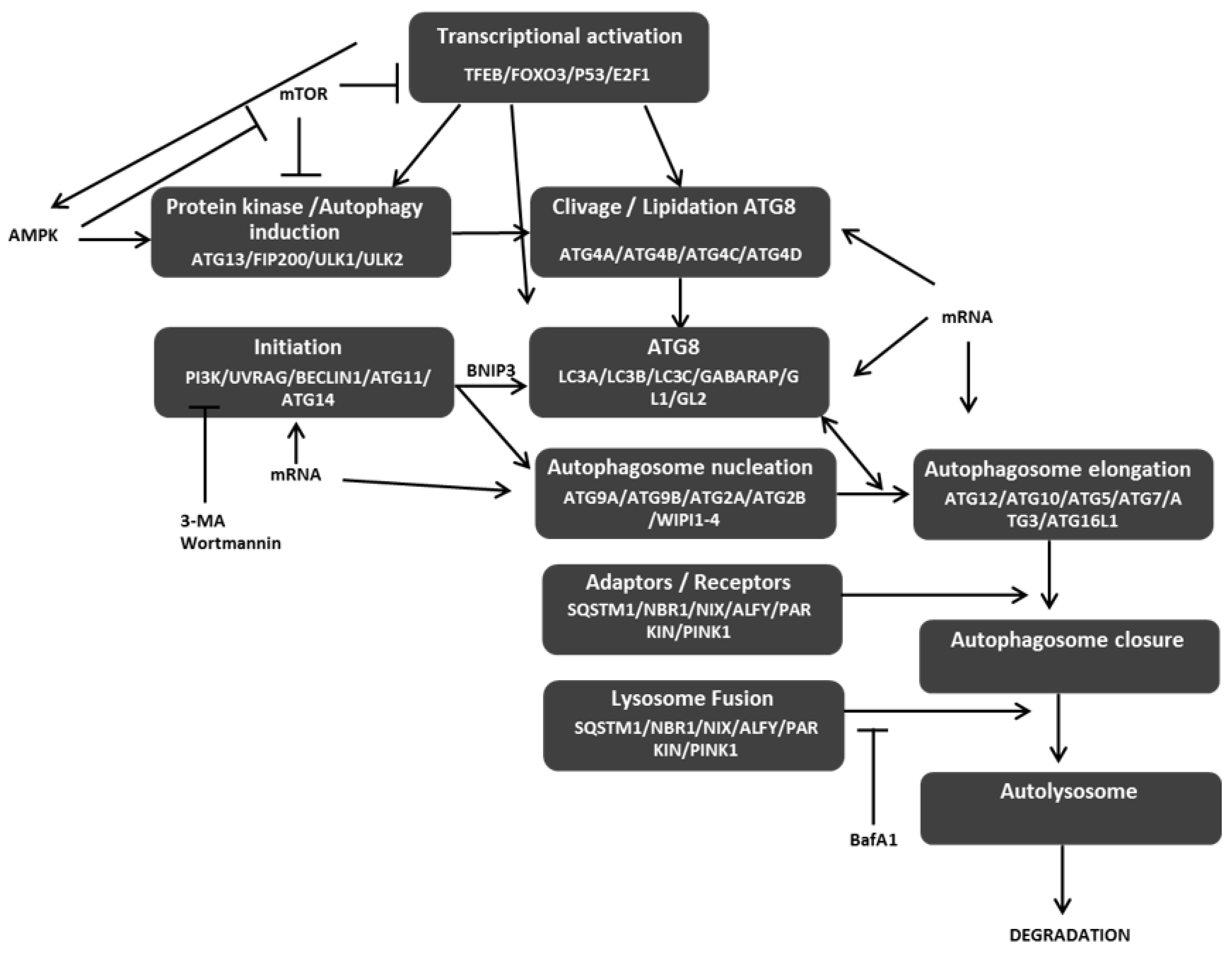 Epigenetic Control of Autophagy in Cancer Cells: A Key