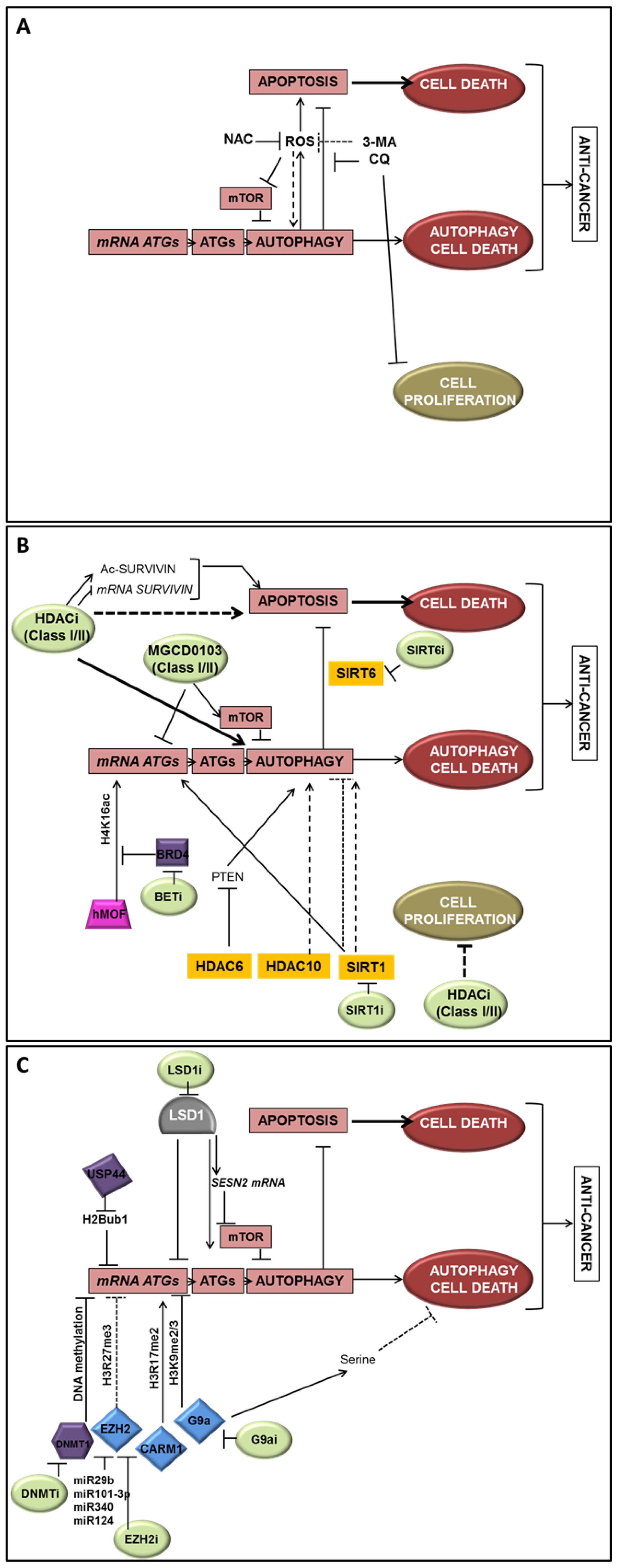 Cells 08 01656 g003 Cells 08 01656 g003