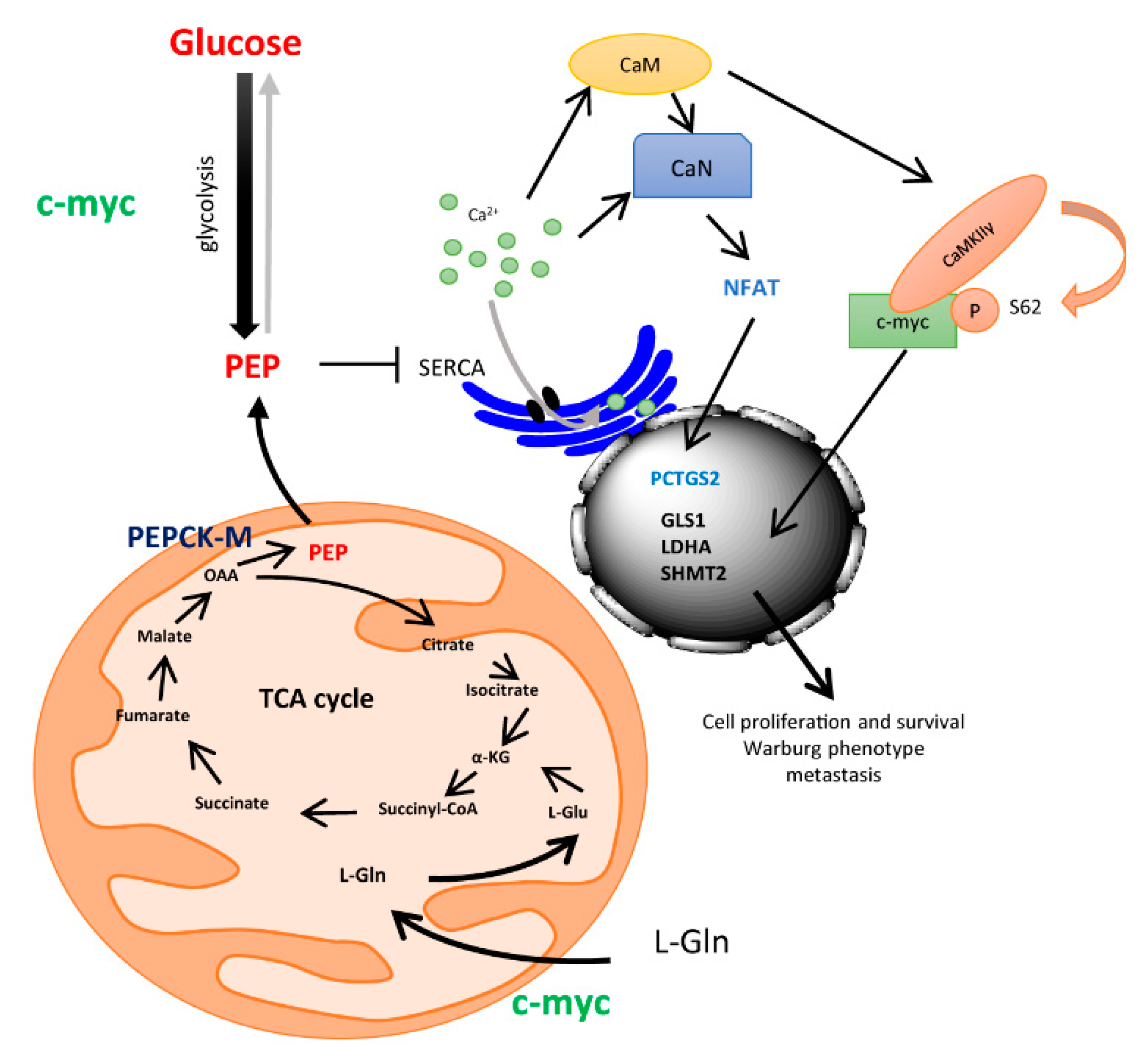 Cells 09 00018 g005 Cells 09 00018 g005