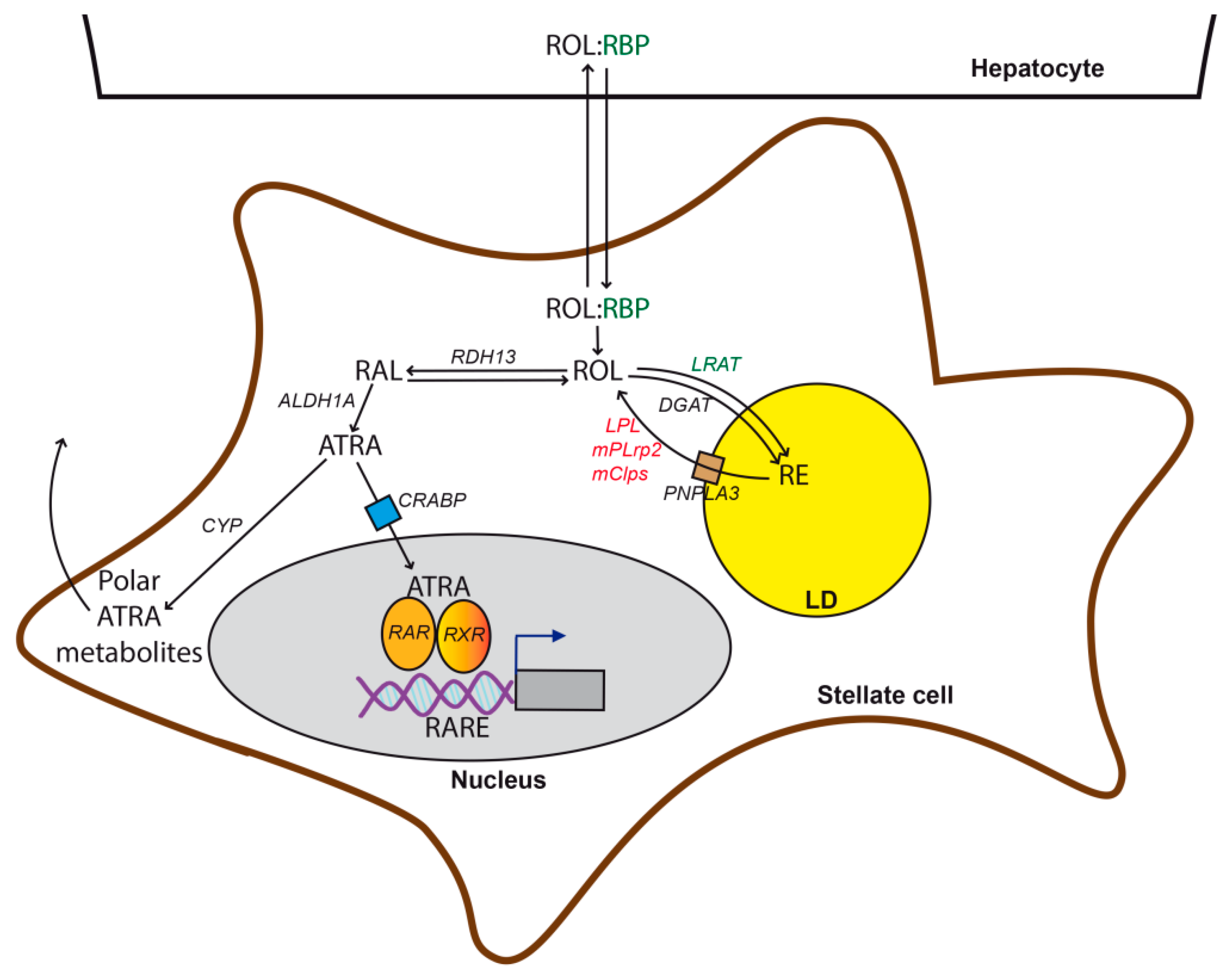 Cells Free Full Text Metabolic Hallmarks Of Hepatic