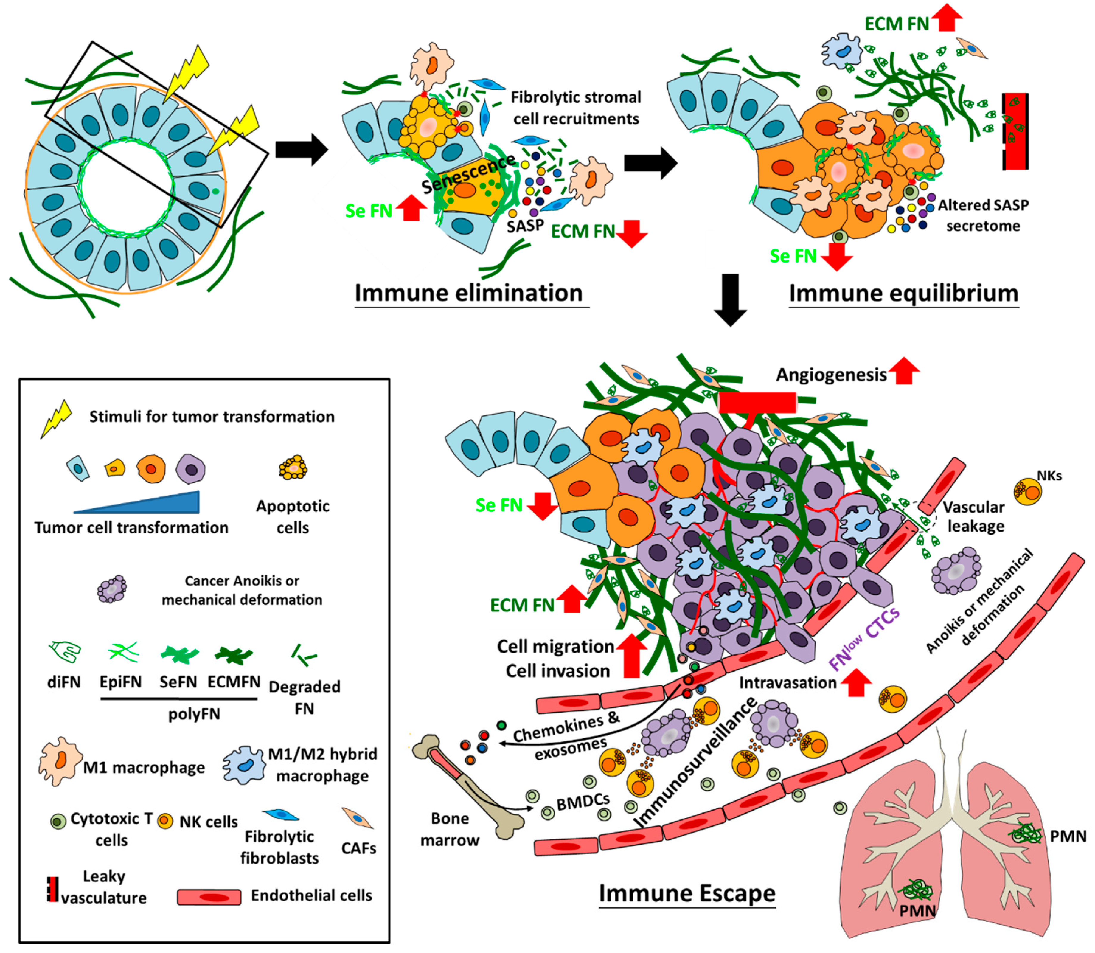 Cells Free Full Text Fibronectin In Cancer Friend Or Foe Html